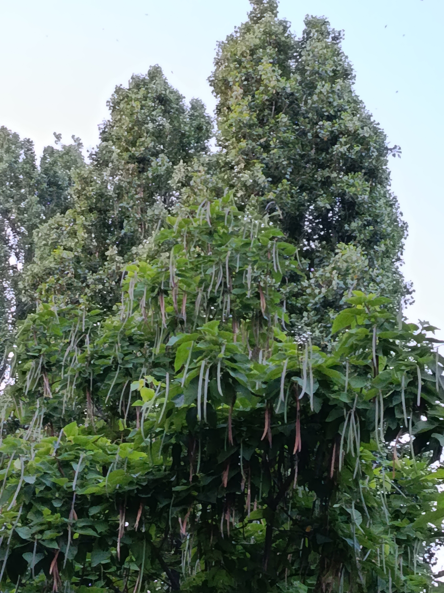 The media file is a photograph of a Catalpa tree, also known as the Indian bean tree, with its distinctive long, bean-like seed pods hanging from the branches. The tree is lush and green, with large heart-shaped leaves. The seed pods are a mix of light green and brown, suggesting they are in various stages of development. Some are long and slender, while others appear thicker and darker, possibly starting to split open. The foreground of the image is dominated by the dense foliage and hanging pods of the Catalpa tree, obscuring much of the trunk. Behind it, another, larger tree with a denser canopy of smaller leaves is visible, its branches forming a dark green backdrop against the sky.
The sky above is a pale, hazy blue, suggesting it might be late afternoon or early morning, or that the day is overcast. A few tiny, dark specks are visible against the sky, which could be distant birds or insects. There are no people or other objects in the frame, focusing solely on the natural elements of the tree and sky. The overall impression is one of natural abundance and the seasonal cycle of a tree. The location context of Saratov, Russia, places this scene in a temperate climate where Catalpa trees are cultivated. There is no visible text in the image.