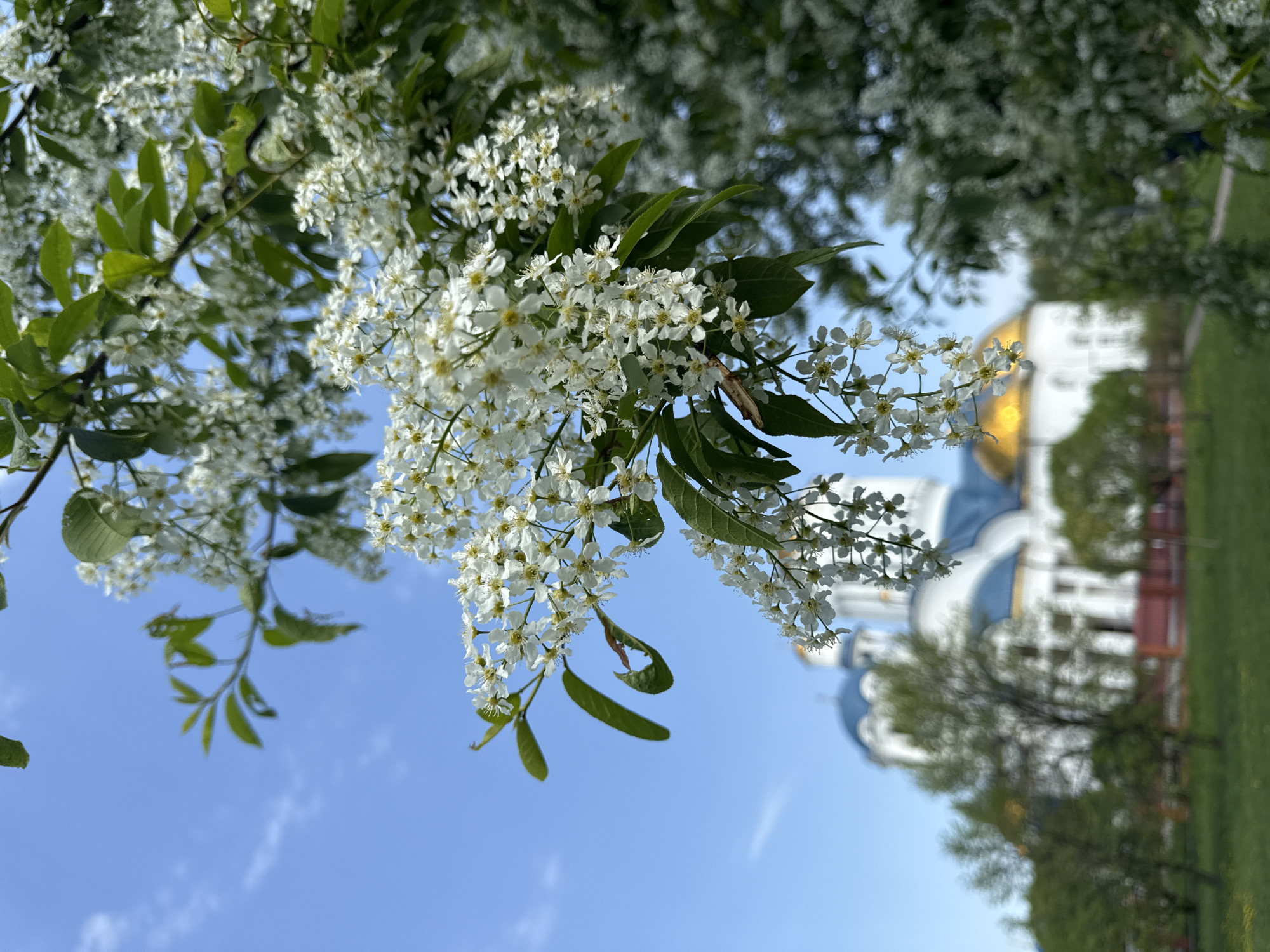 A branch of white flowers and green leaves fills the upper portion of the image. Below the flowers, the sky is visible. In the background, blurred, are the domes of a building, with gold and blue colors present. The building seems to be near a grassy area with trees. The scene is likely in Moscow, Russia.