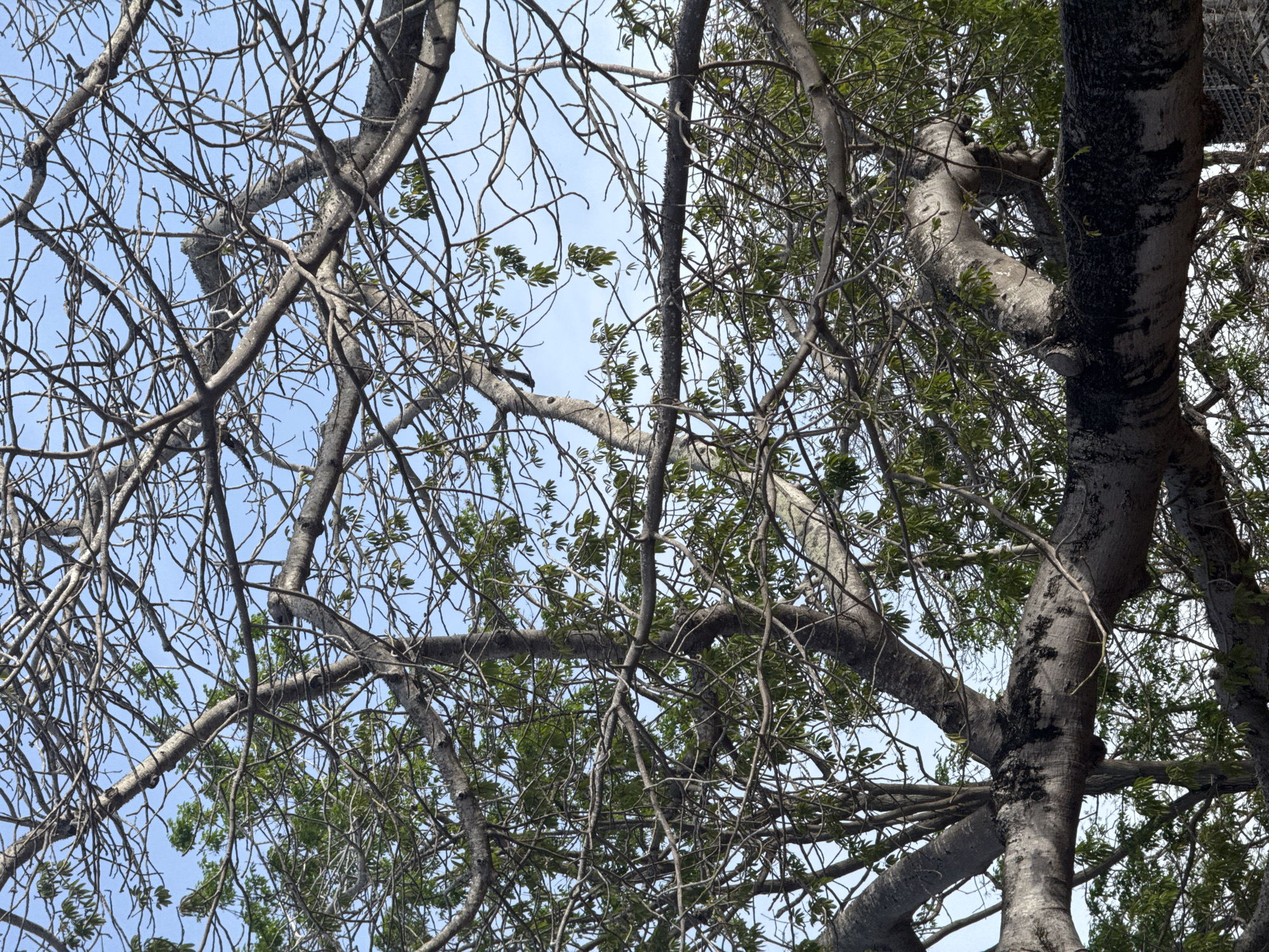 An outdoor, low-angle, medium shot captures the intricate canopy of a large tree in Porlamar, Venezuela, against a clear blue sky. The tree's thick, gray branches, some bare and others adorned with sparse green leaves, crisscross and interweave, creating a complex, natural lattice. The bark on the larger branches is textured, with patches of dark discoloration. The overall impression is of a mature, expansive tree dominating the frame, with the sky serving as a simple backdrop.