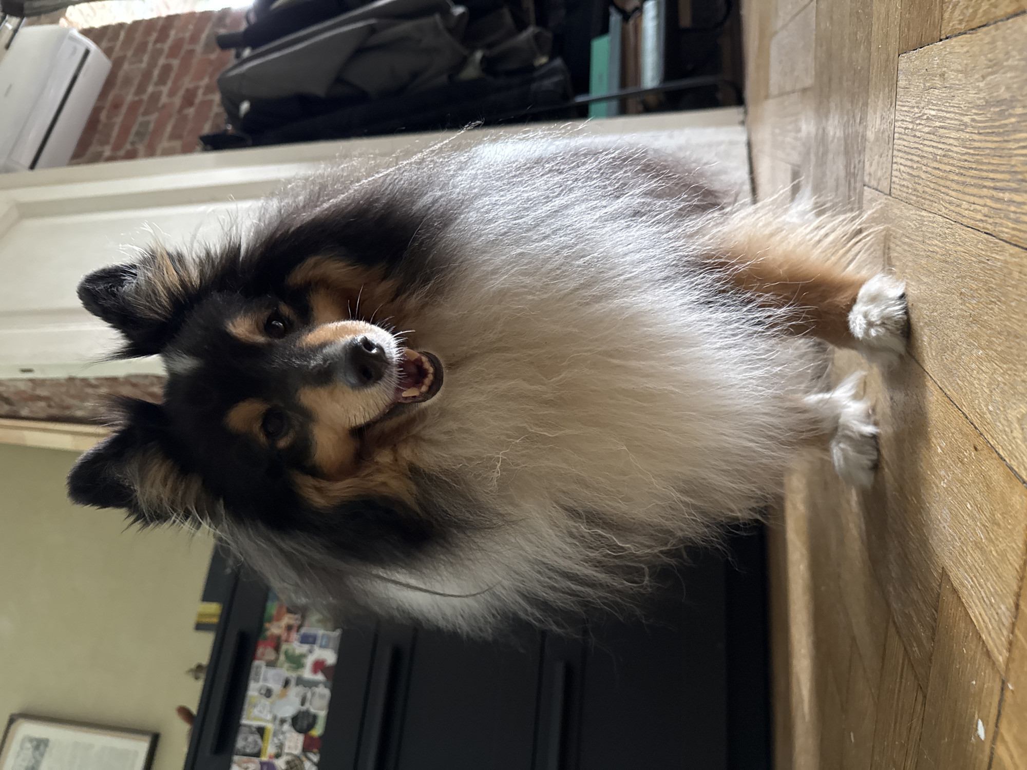 A fluffy, tri-color Shetland sheepdog stands in a room with light brown wooden flooring. The dog is facing the camera with its mouth slightly open and tongue visible. Its fur is long and appears thick, with black, tan, and white coloring. Behind the dog, a black cabinet with various stickers is visible to the left, and to the right, a door frame leads to a brick-walled area where coats are hanging on a rack. An air conditioning unit is mounted high on the brick wall. The lighting suggests an indoor environment, possibly a home. The image was captured in Moscow, Russia.