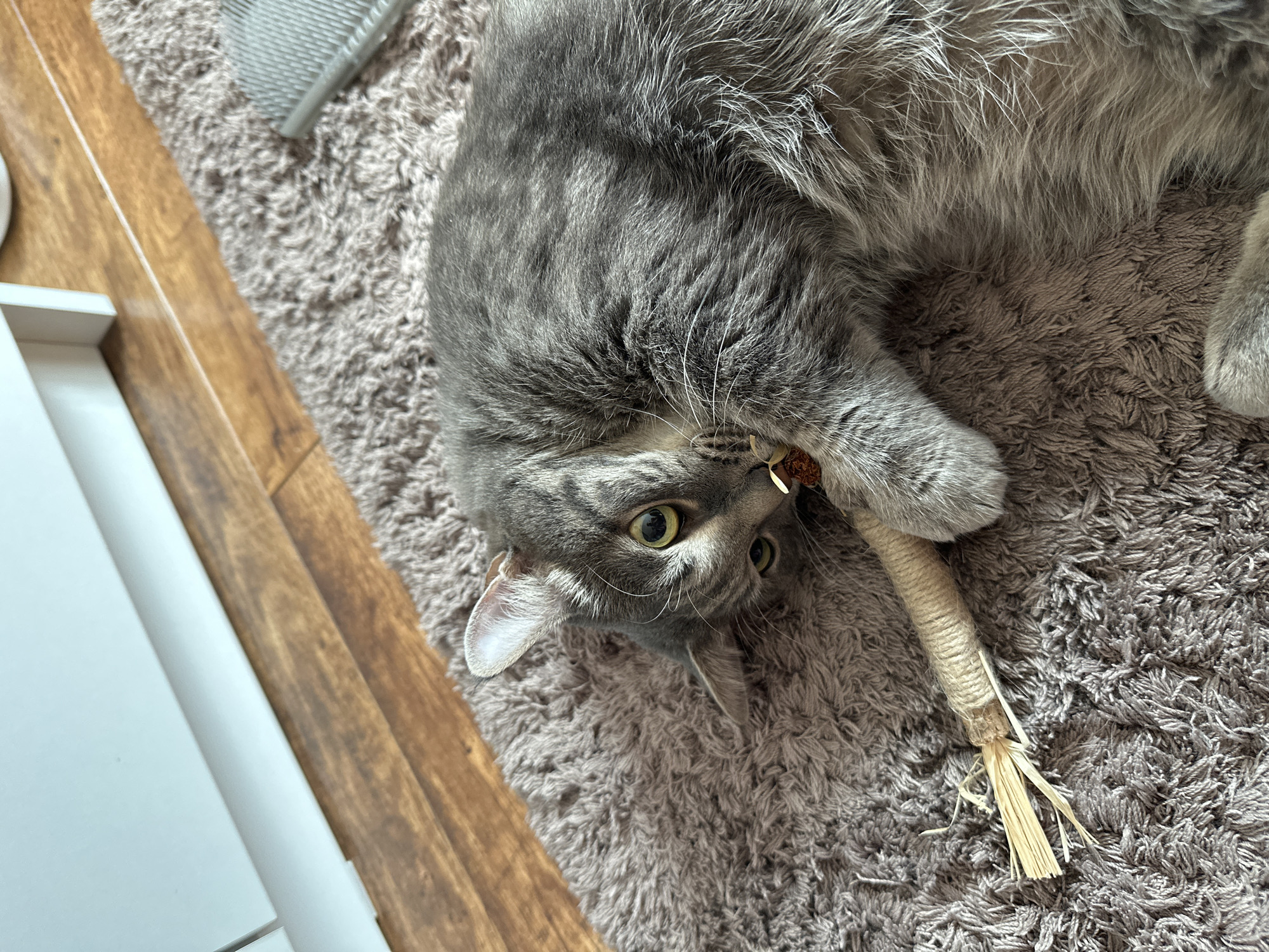 A gray tabby cat lies on a gray shag carpet, playing with a cat toy made of string and straw. A grooming brush is nearby on the carpet. A white and brown wooden structure is partially visible to the left of the cat. The location is unknown and there is no information about it in the image.