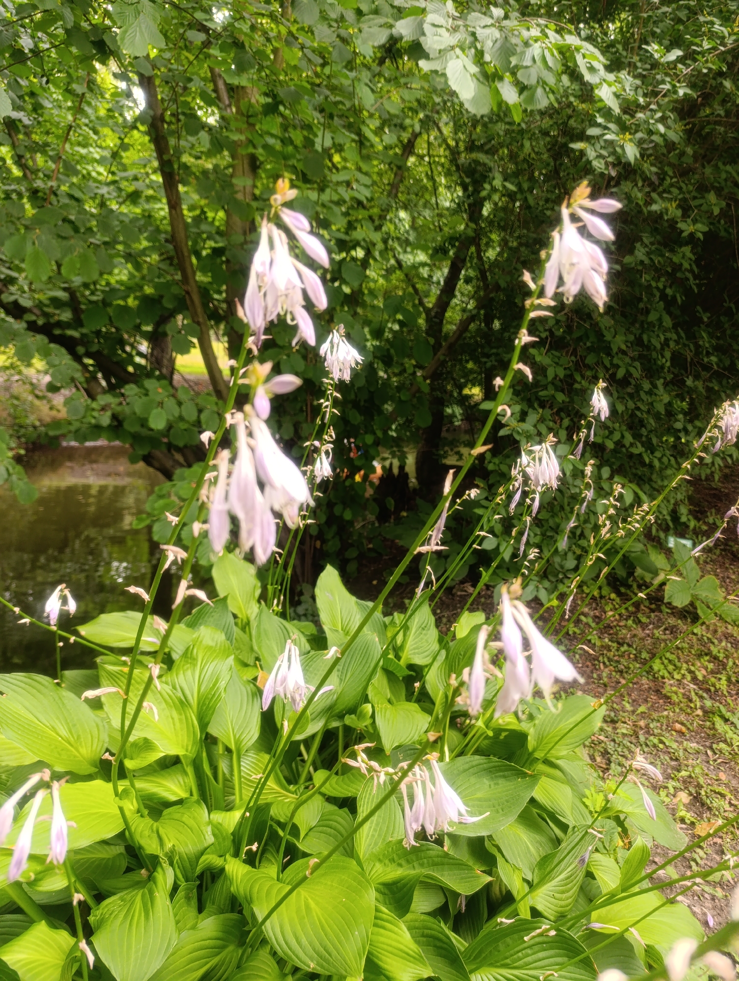 The media file depicts a lush, green garden scene, likely in Olomouc, Czechia, with a focus on a cluster of hosta plants in the foreground. The hostas are characterized by their large, deep green, ribbed leaves and tall stalks bearing delicate, pale lavender bell-shaped flowers. Some of the flowers appear to be in full bloom, while others are more elongated or in bud.
In the background, a body of water, possibly a pond or a slow-moving stream, is visible to the left, reflecting the surrounding greenery. Beyond the water and the hosta plants, a dense arrangement of trees and shrubs creates a backdrop of varying shades of green. The leaves of these trees are mostly broad and oval-shaped. The overall impression is one of a serene and verdant natural setting, likely experienced during daylight hours with overcast or diffused light, as there are no harsh shadows. The gentle appearance of the flowers and the abundance of foliage suggest a warm, possibly humid, season, likely late spring or summer. There is no visible text in the image, nor are there any people or animals. The scene evokes a sense of tranquility and the beauty of nature.