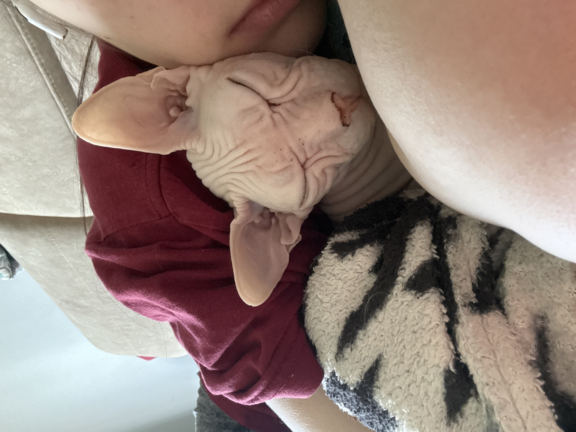 A close-up, indoor shot features a hairless cat, possibly a Sphynx, snuggled against a person. The cat is nestled against the person's neck and cheek, wearing a red shirt. The person is also wearing a patterned, possibly zebra-striped, garment. The environment appears to be a domestic setting.
There are no identifiable characteristics indicating a location in Krasnoyarsk, Russia.