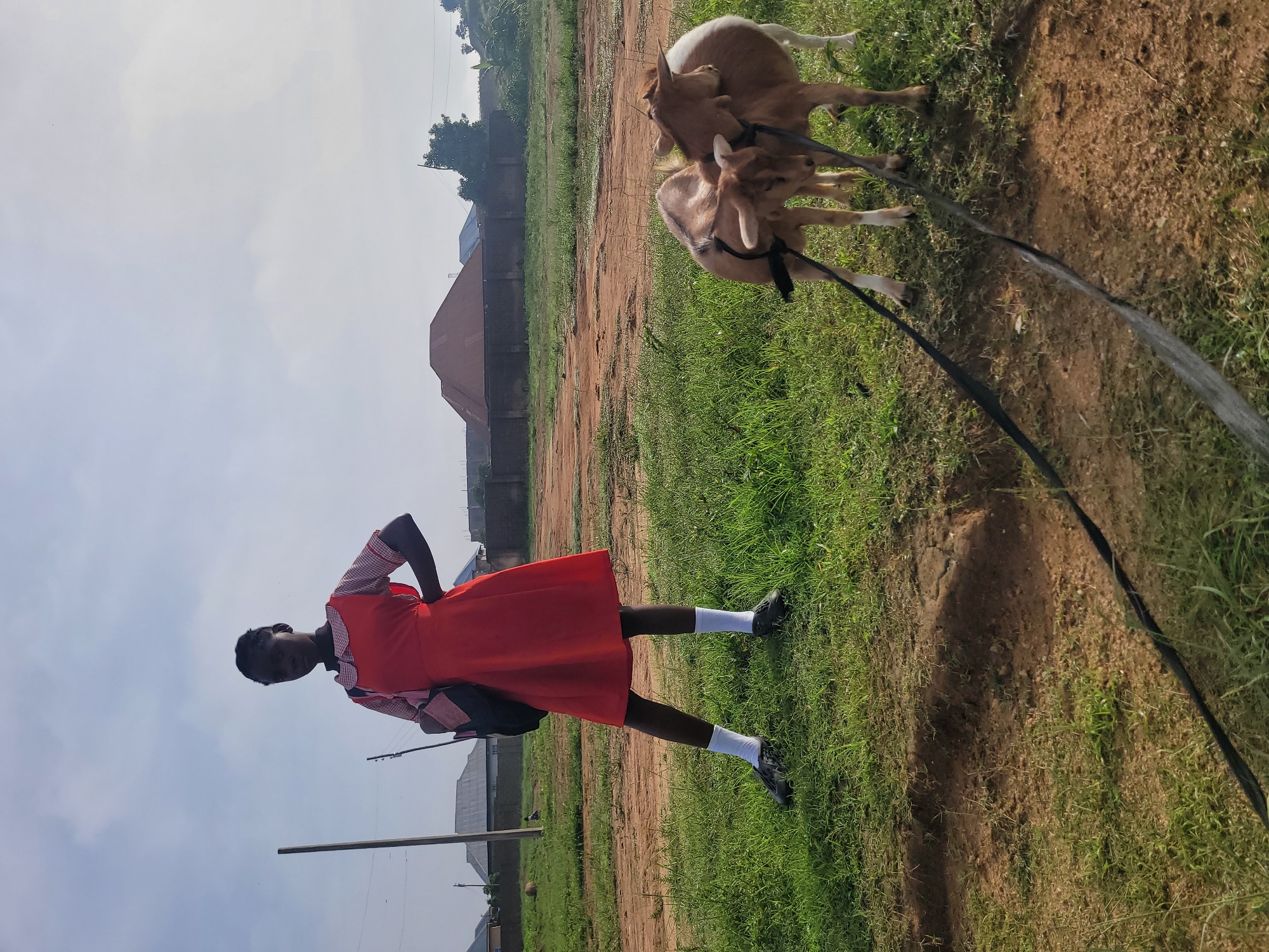 In Barakin Akawo, Nigeria, a young girl, appearing to be of school age and wearing a red dress with a white collar and pink trim, stands with her hands on her hips. She is silhouetted against a bright sky, and a dark backpack is slung over her left shoulder. She wears white socks and dark shoes. Two light brown goats, tethered with black ropes, are positioned in the foreground. The scene unfolds in an outdoor setting with a dirt path cutting through a grassy area. In the background, residential buildings and fences are visible under a slightly overcast sky.