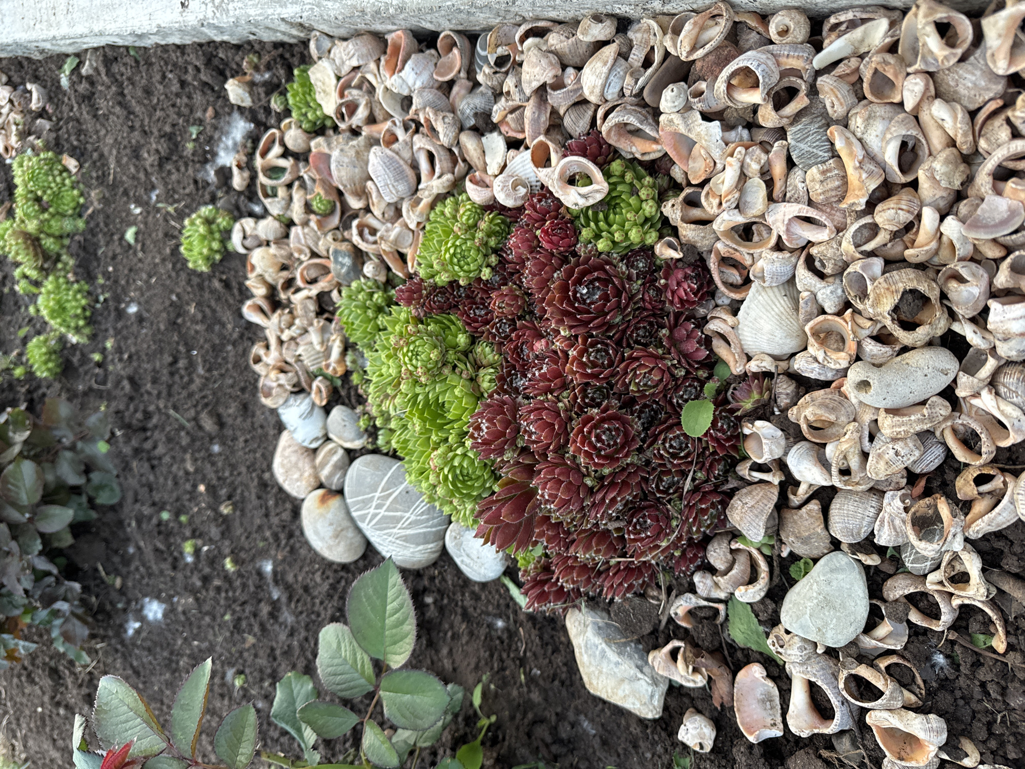 The image shows a ground-level view of a garden in Chaikovsky, Russia. A border of light-colored seashells runs along the upper edge of the frame, adjacent to a concrete surface. A cluster of green and burgundy-colored Sempervivum succulents is centrally positioned within the frame, surrounded by the seashells. Several smooth, light-grey stones are scattered among the plants and shells. In the lower-left corner, a rose bush with green leaves is visible, partially out of focus. The ground surrounding these elements is dark brown soil.
