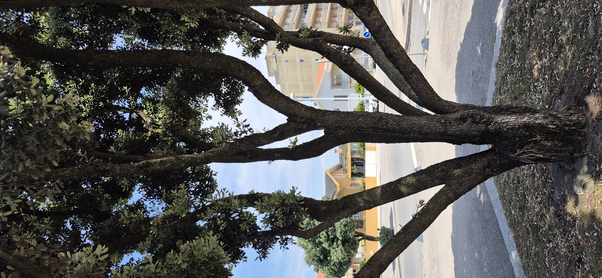 The image shows a large tree with dark, gnarled branches and green foliage in the foreground. The tree is situated on a grassy area with fallen leaves, next to a paved road and sidewalk. In the background, there are buildings with light-colored facades and orange rooftops. A few cars are parked on the side of the road. The sky is blue with some scattered clouds. The scene appears to be in a sunny, urban environment. This image was captured in Vila do Conde, Portugal, specifically on Avenida Brasil.