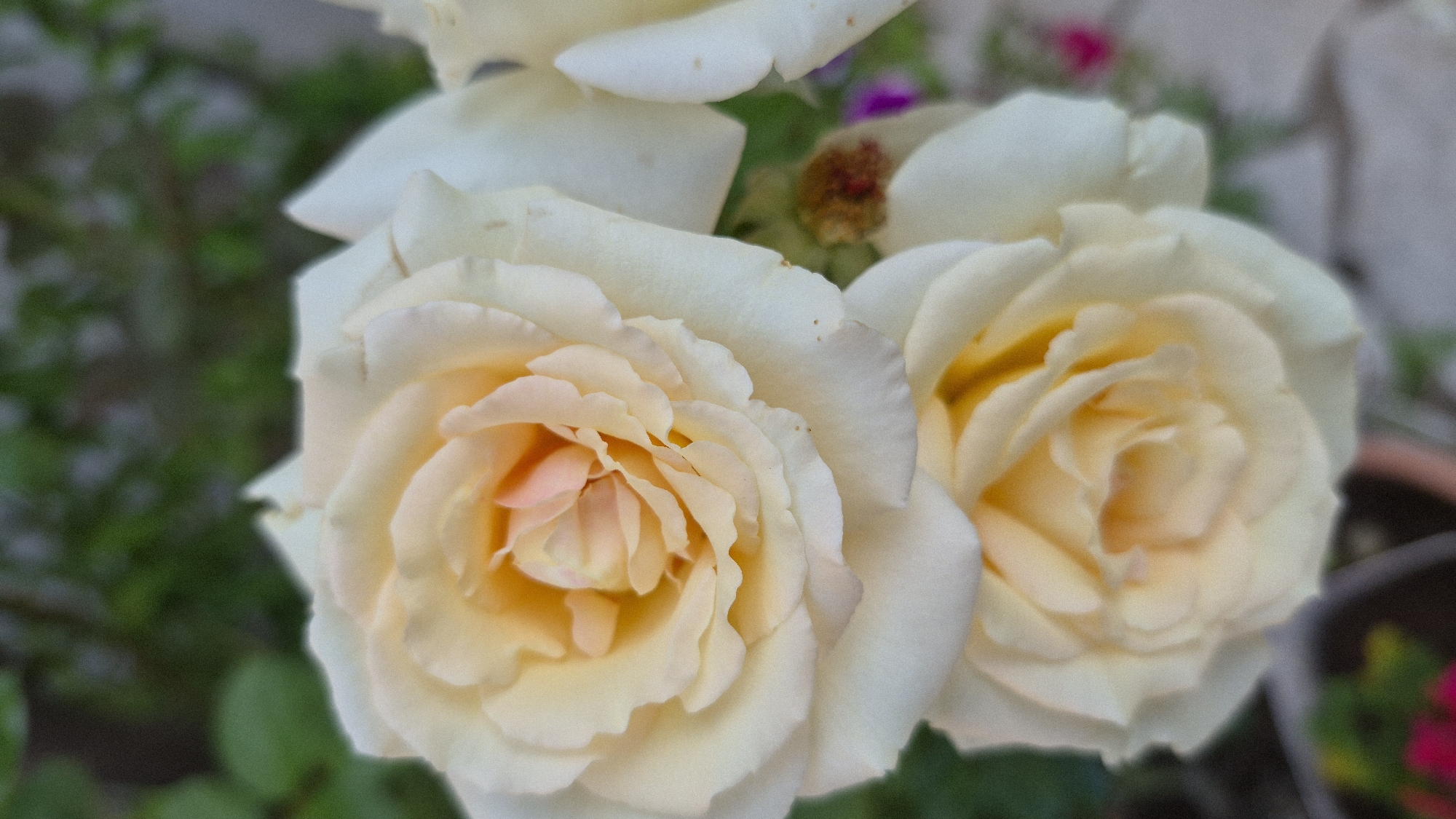 In the city of Unknown, Unknown, this is a close-up, eye-level, vertical shot of two light yellow roses with peachy centers. The roses are in focus, with the background blurred and showing green foliage and hints of pink and purple flowers. The texture of the rose petals is visible, appearing soft and velvety. One rose is positioned above and to the left of the other, slightly overlapping.