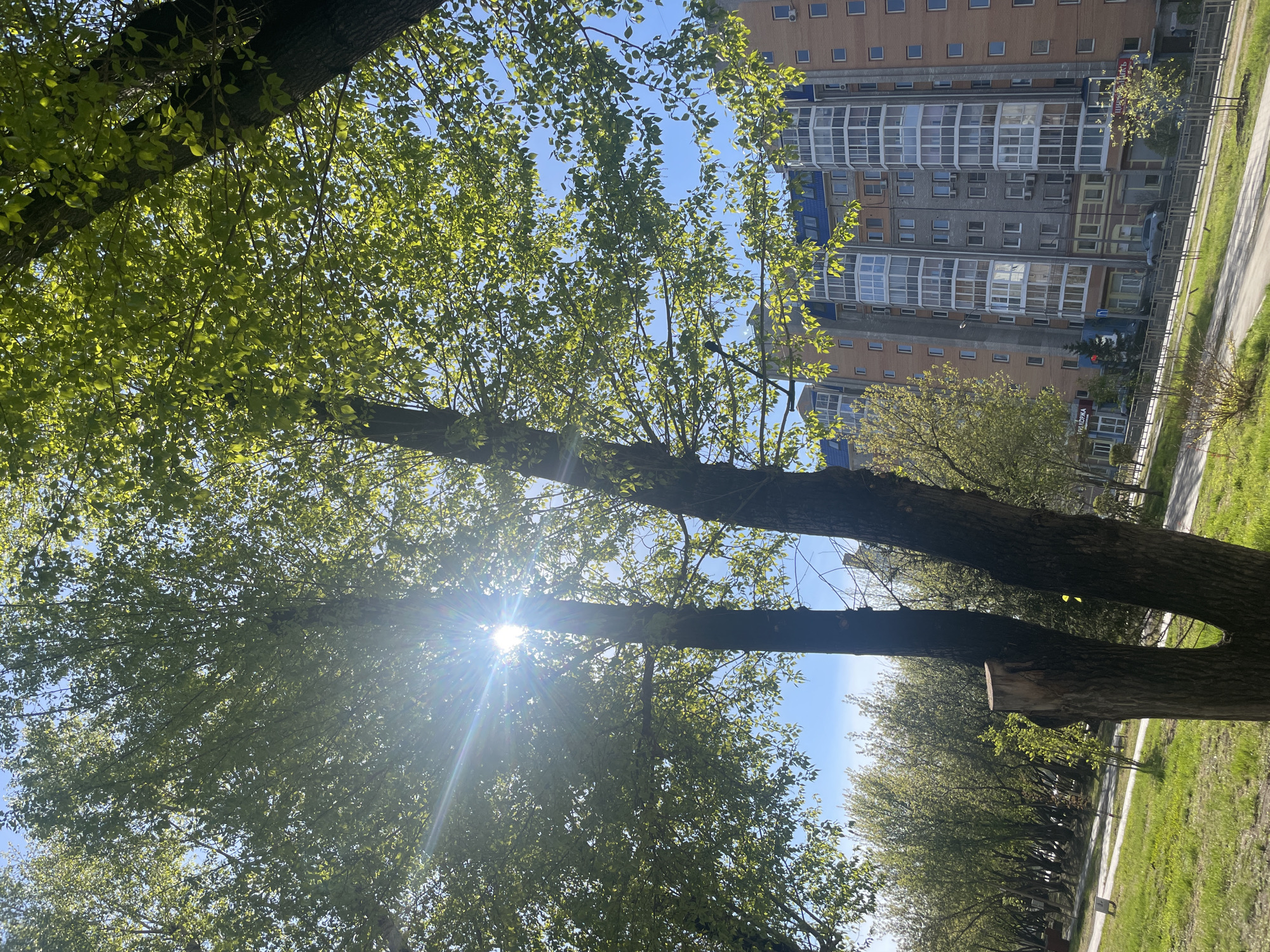 The image presents a low-angle perspective of a cityscape, with trees dominating the foreground. Sunlight filters through the leaves of the trees, creating a bright glare. Beyond the trees, a multi-story apartment building is visible, constructed of a combination of brick and concrete. Adjacent to the building is a paved sidewalk, alongside a green grassy area that appears to be a park or green space. This is likely a park or street in the city of Krasnoyarsk, Russia. The trunks and foliage of the trees suggest a warm season, possibly spring or summer. A broken branch is visible on the right side of one of the trees.