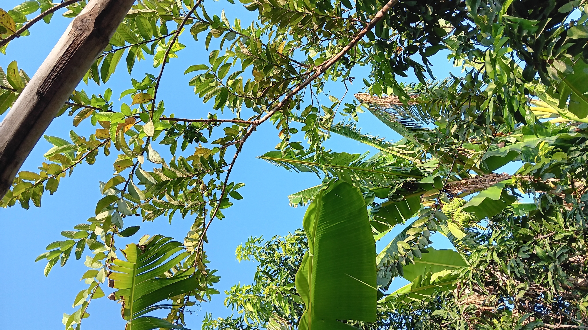 A low-angle, full-frame shot shows a clear blue sky peeking through lush green foliage in Sonobekel, Indonesia. The leaves of banana trees, some with large, broad fronds, are visible along with the branches and leaves of a guava tree bearing small, green fruits. A thick, weathered bamboo pole runs diagonally from the upper right corner of the frame, partially obscuring the sky and vegetation. The scene appears to be an outdoor, natural setting, possibly a garden or a backyard, with dense vegetation and the bright, cloudless sky indicating daylight.