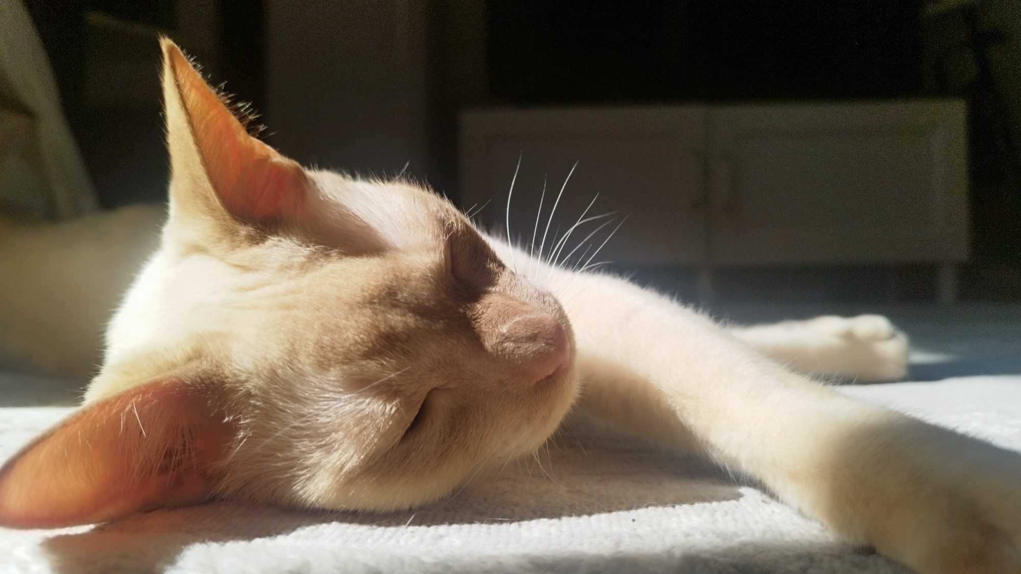 A close-up shot shows a light-colored cat sleeping on a textured white surface. The cat is lying on its side with its eyes closed, and its fur is illuminated by natural light. The background is dark, with a blurry cabinet visible in the distance. The scene appears to be indoors, with sunlight streaming in from a window, casting shadows across the cat and the surface it is lying on. There is no indication of the location being Saint Petersburg, Russia, or any other specific city.