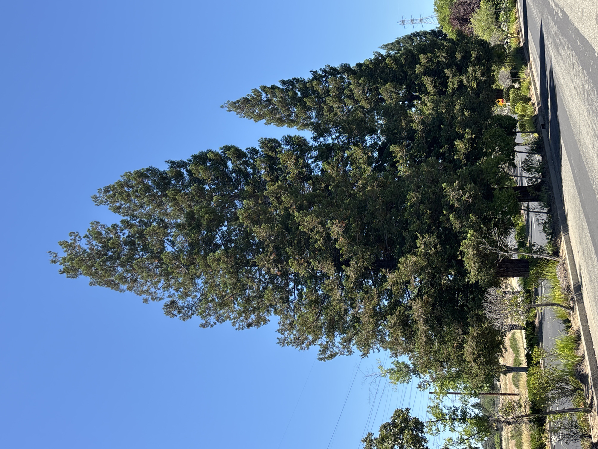 The image depicts a clear, sunny day in Folsom, California, with a bright blue sky dominating the upper portion. In the foreground, a paved road runs diagonally from the bottom right towards the left, with a concrete curb and a strip of vegetation along its edge. The vegetation includes various bushes and some small trees, with patches of dry grass and dirt beyond.
The most prominent features are a cluster of tall, evergreen trees, likely redwood or similar conifers, rising majestically against the sky. The largest tree stands in the center, with dense, dark green foliage. To its right, a slightly shorter but equally dense tree is visible, and further to the right, more of these tall trees are seen, receding into the background.
In the middle ground, behind the vegetation and the trees, there is a glimpse of what appears to be a field with dry, golden grass. Power lines are visible stretching across the landscape, supported by poles, and in the far distance on the right, a tall electrical tower stands against the sky, indicating a semi-urban or suburban environment. The overall scene is one of natural beauty integrated with man-made infrastructure. No people are present in the image.