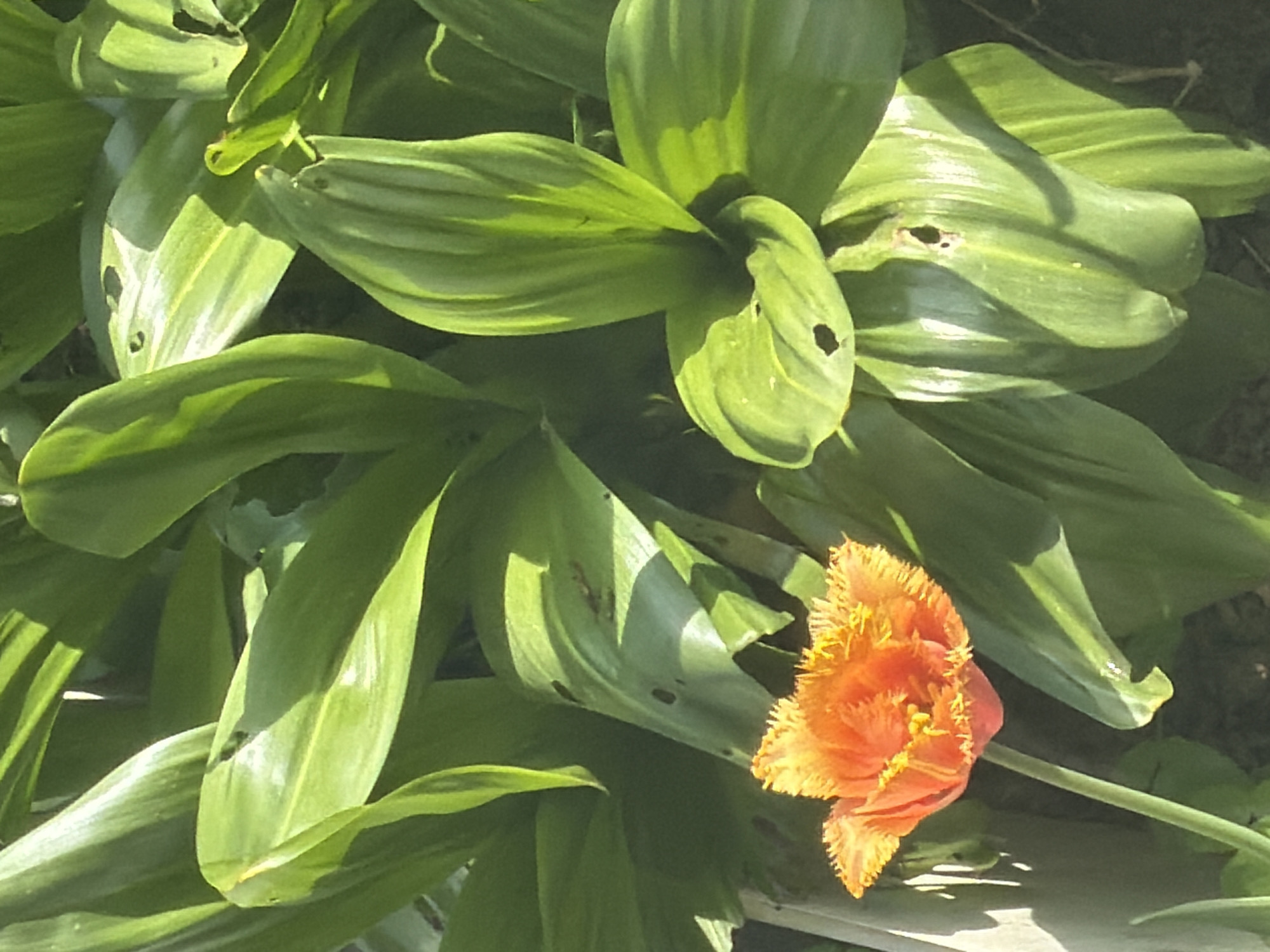 The image shows a cluster of broad, green leaves, some with holes, surrounding an orange fringed tulip flower. The scene is bathed in sunlight, creating strong highlights and shadows on the foliage. The location is unspecified, with no contextual clues to identify Tokkari, Russia.