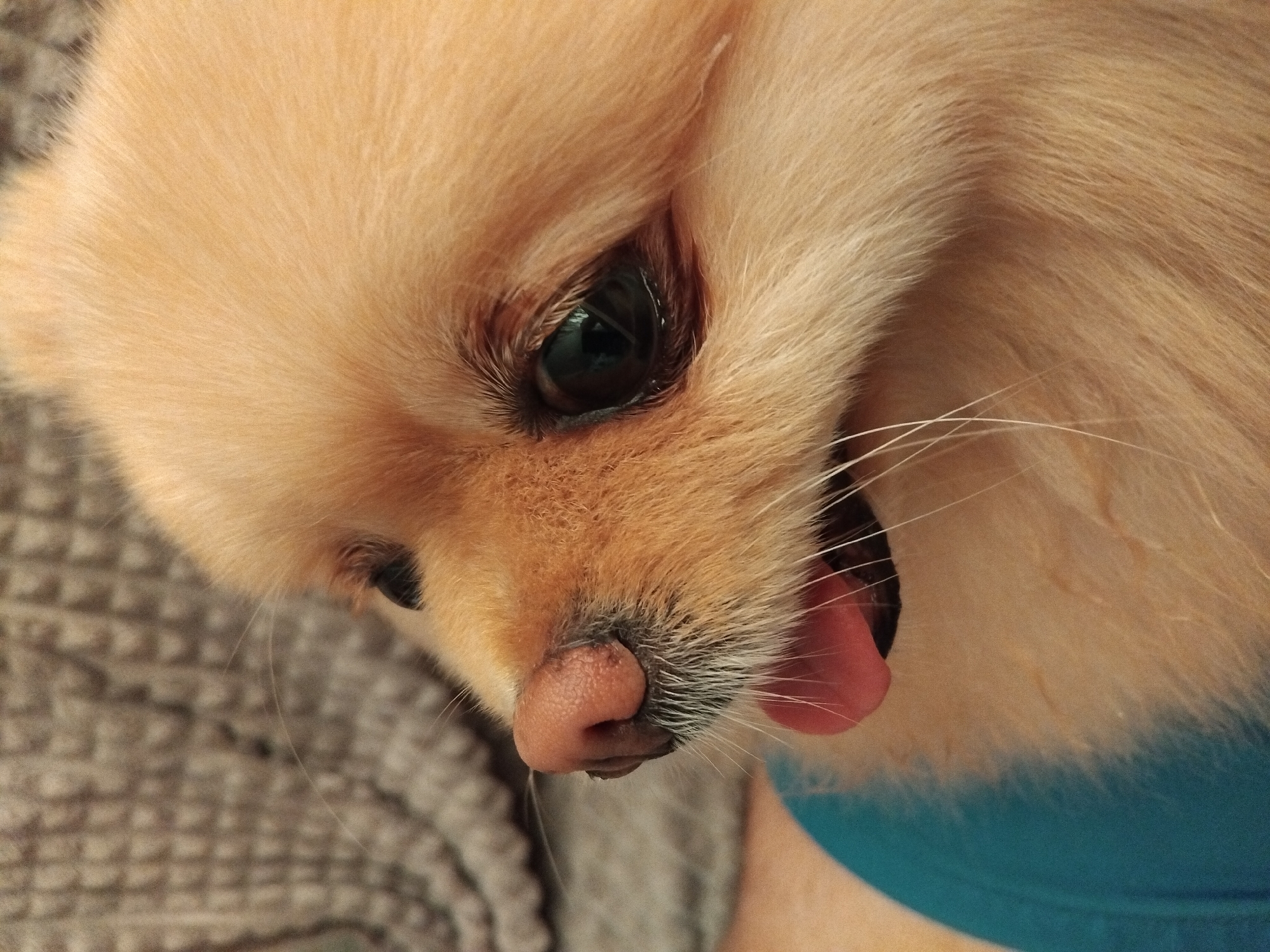 This is a close-up, eye-level shot of a light orange Pomeranian dog's face. The dog's eye is a dark, reflective oval, and its nose is a soft pink with a few dark flecks. Its mouth is slightly open, with a pink tongue visible. The dog has long, white whiskers that extend from its muzzle. The background is a textured, grey blanket, and a hint of a blue fabric is visible on the right side of the frame, suggesting the dog is wearing a piece of clothing or is lying on a blue surface. The lighting appears to be soft and natural, likely indoor light. The image captures a moment of stillness, possibly a yawn or pant, conveying a sense of gentle repose. There is no visible text in the image. The setting is likely a home in Apriltsi, Bulgaria.