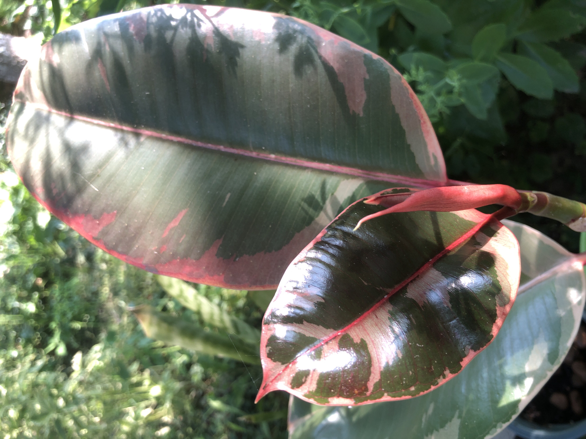 In the city of Radomyshl, Ukraine, a close-up, eye-level, outdoor shot focuses on the variegated leaves of a ficus elastica 'Tineke' plant. The larger leaf, in the upper right, displays a dark green center with streaks of pink and lighter green, framed by a vibrant pink edge. Below it, a smaller, younger leaf exhibits similar coloring, with a pointed tip and a glossy sheen. A new leaf bud, emerging from the stem, is bright pink. The background is a soft blur of green foliage, suggesting a garden or natural setting. The lighting is bright, casting dappled shadows on the leaves.