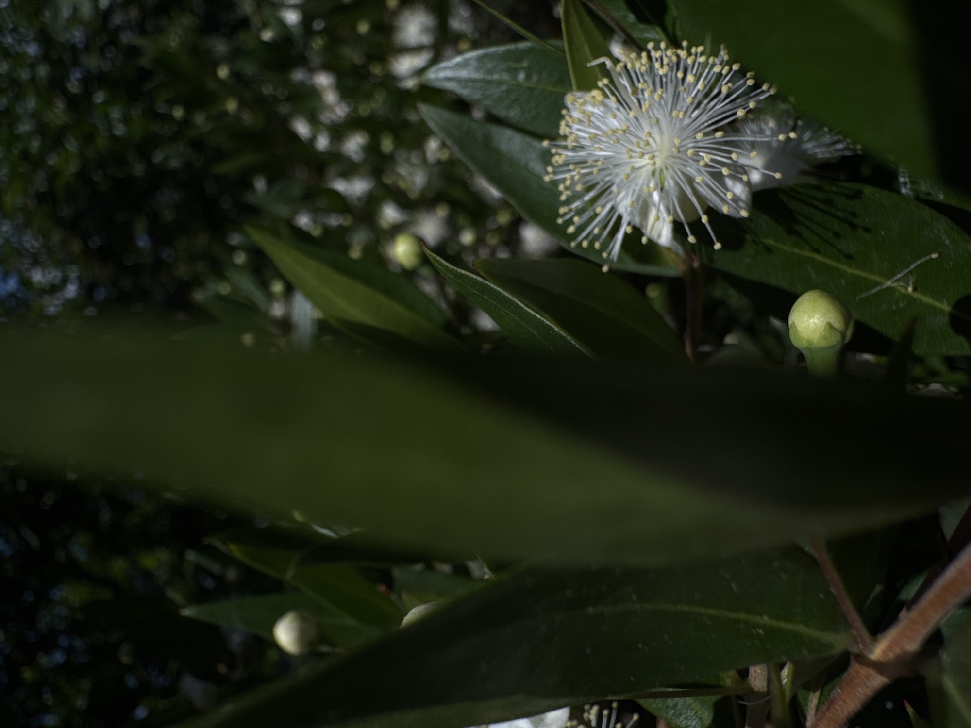 The image shows a close-up of a white flower with numerous thin, white stamens tipped with yellow anthers, set against a backdrop of dark green leaves. The flower appears to be in bloom, with its delicate structure prominently displayed. To the left of the flower, a green bud is visible, suggesting the plant is in its reproductive phase. The overall scene is natural, with foliage suggesting an outdoor environment. The image does not depict any people or specific urban features. Therefore, it is not possible to ascertain the location within the city of Trap, Montenegro, based on the provided visual information.