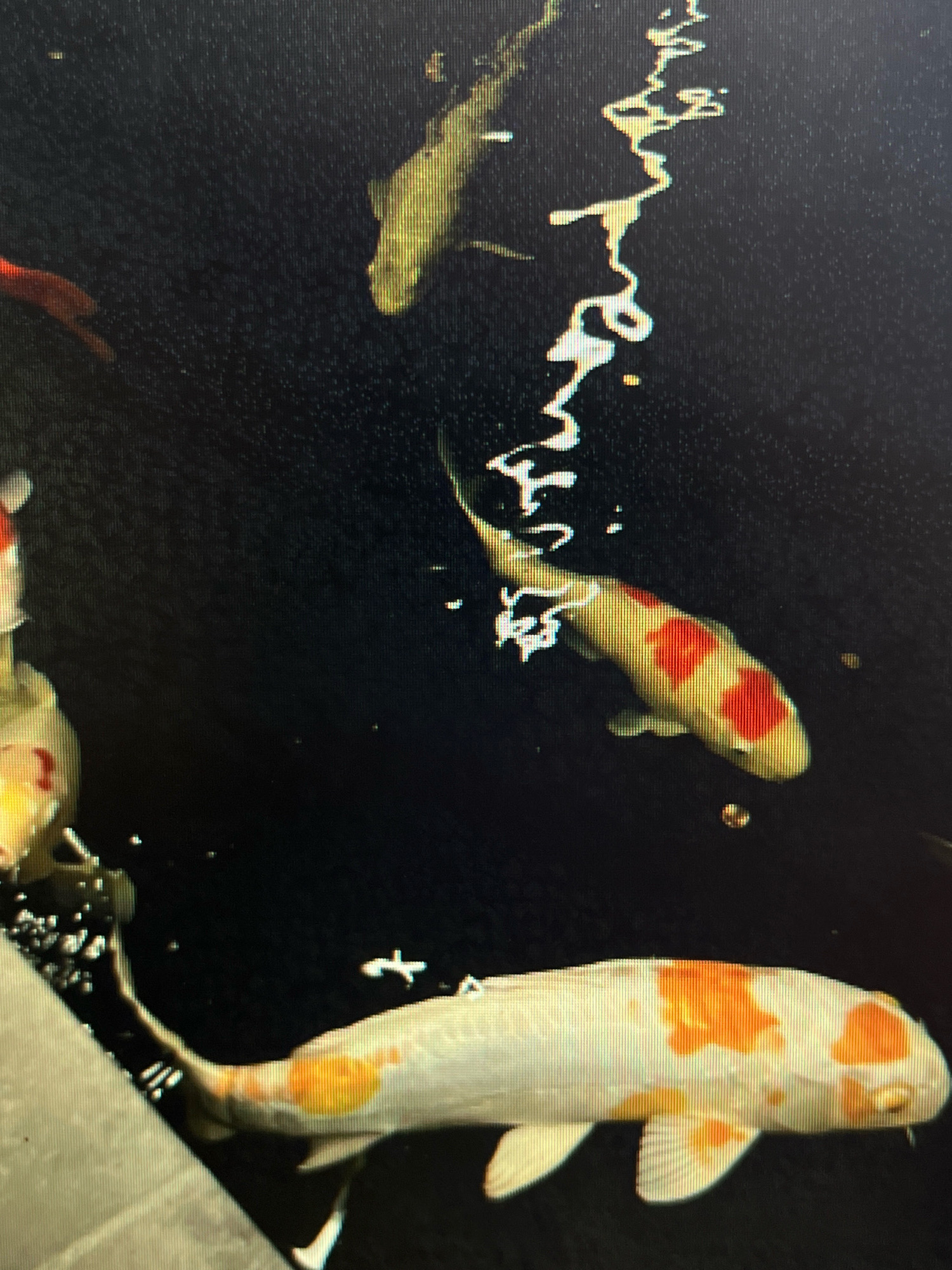 The image shows several koi fish swimming in a dark body of water. One fish in the foreground is primarily white with large orange markings. Another fish, further back and to the right, is yellow with red markings. A third, lighter-colored fish is visible in the upper left quadrant, and a small red fish is also present. Bubbles and streaks of light are visible in the water, possibly from aeration or reflections. The background is dark, suggesting deep water or a pond at night. The image is likely taken at a residential koi pond in Sejahtera, Indonesia, where such ornamental fish are a common feature in gardens and outdoor spaces. There are no people or discernible human activity in the image, focusing solely on the aquatic environment and its inhabitants.