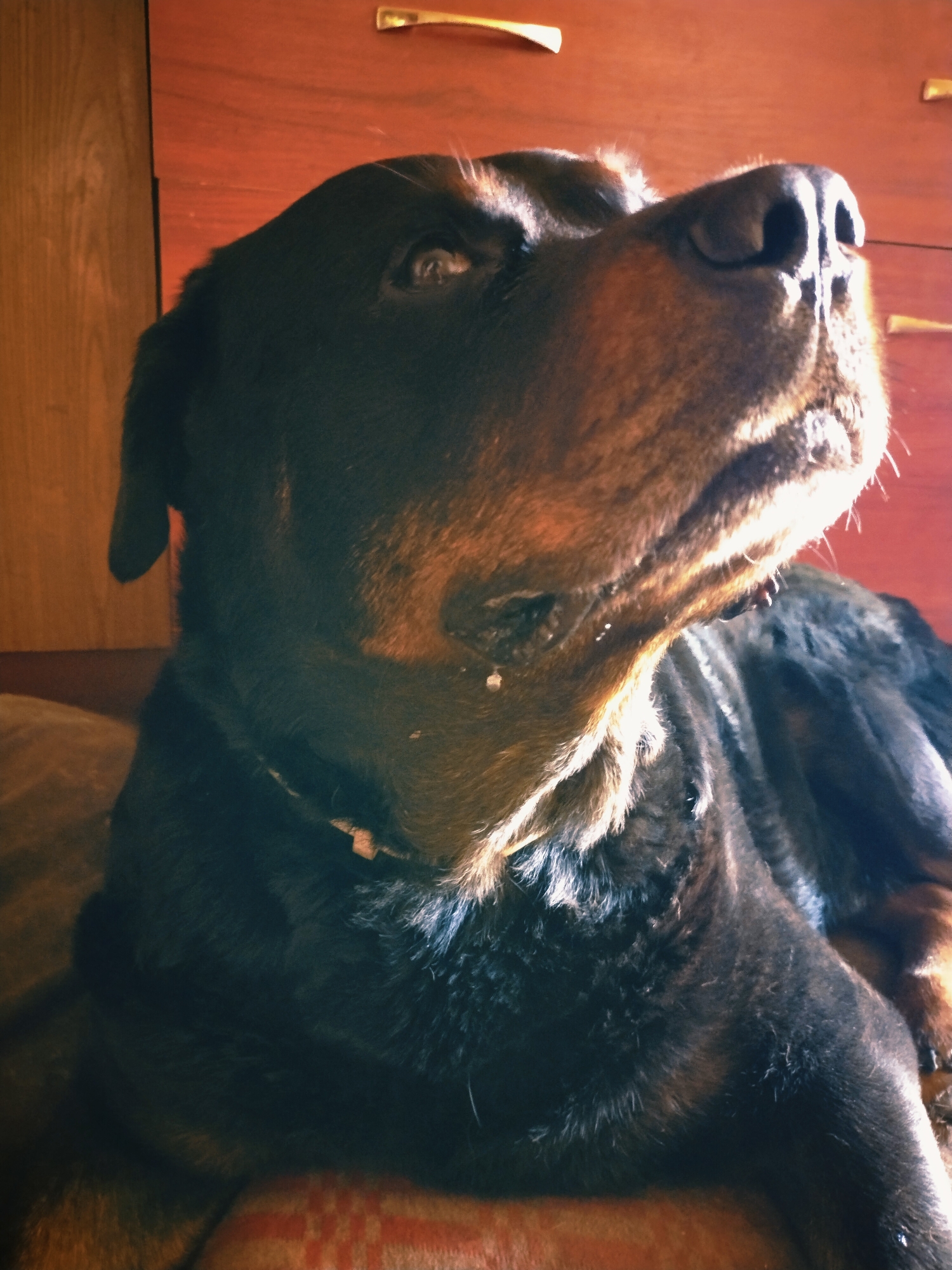 The image is a close-up, low-angle shot of a Rottweiler dog lying down. The dog is dark brown and black with tan markings on its face. Its head is tilted upwards, and its eyes are looking towards the right. Sunlight is illuminating the dog's snout and the fur around its face, creating highlights and shadows. The background consists of wooden furniture with gold handles. The scene appears to be indoors, likely in a home, given the furniture. The lighting suggests it could be daytime, possibly with sunlight streaming in from a window. The dog's expression is calm and attentive. No text is visible in the image. The metadata indicates the location as Horishni Plavni, Ukraine.
