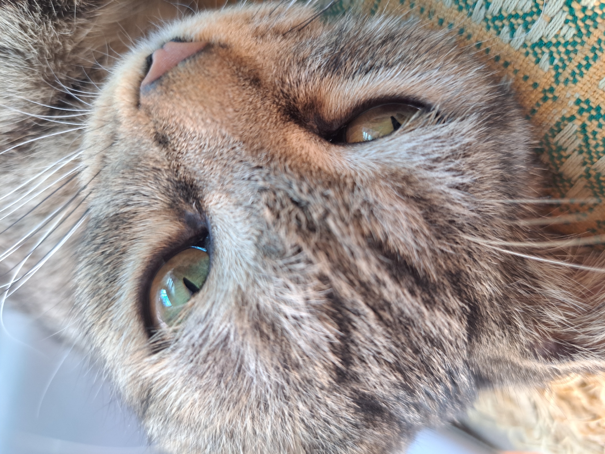 A close-up, eye-level shot focuses on the face of a tabby cat. The cat is lying on its side, with its head tilted slightly upwards. Its fur is a mix of grey, brown, and black stripes. The cat's eyes are a striking green with dark, vertical pupils. One eye is more in focus than the other, showing a reflection of what appears to be a window. The cat's nose is a soft pink. Its whiskers are long and white. The background is blurred but appears to be a patterned fabric, possibly a blanket or cushion, in shades of yellow and green. The lighting suggests it is daytime, with natural light illuminating the scene. The location in Vypasne, Ukraine, is not discernible from the image.
