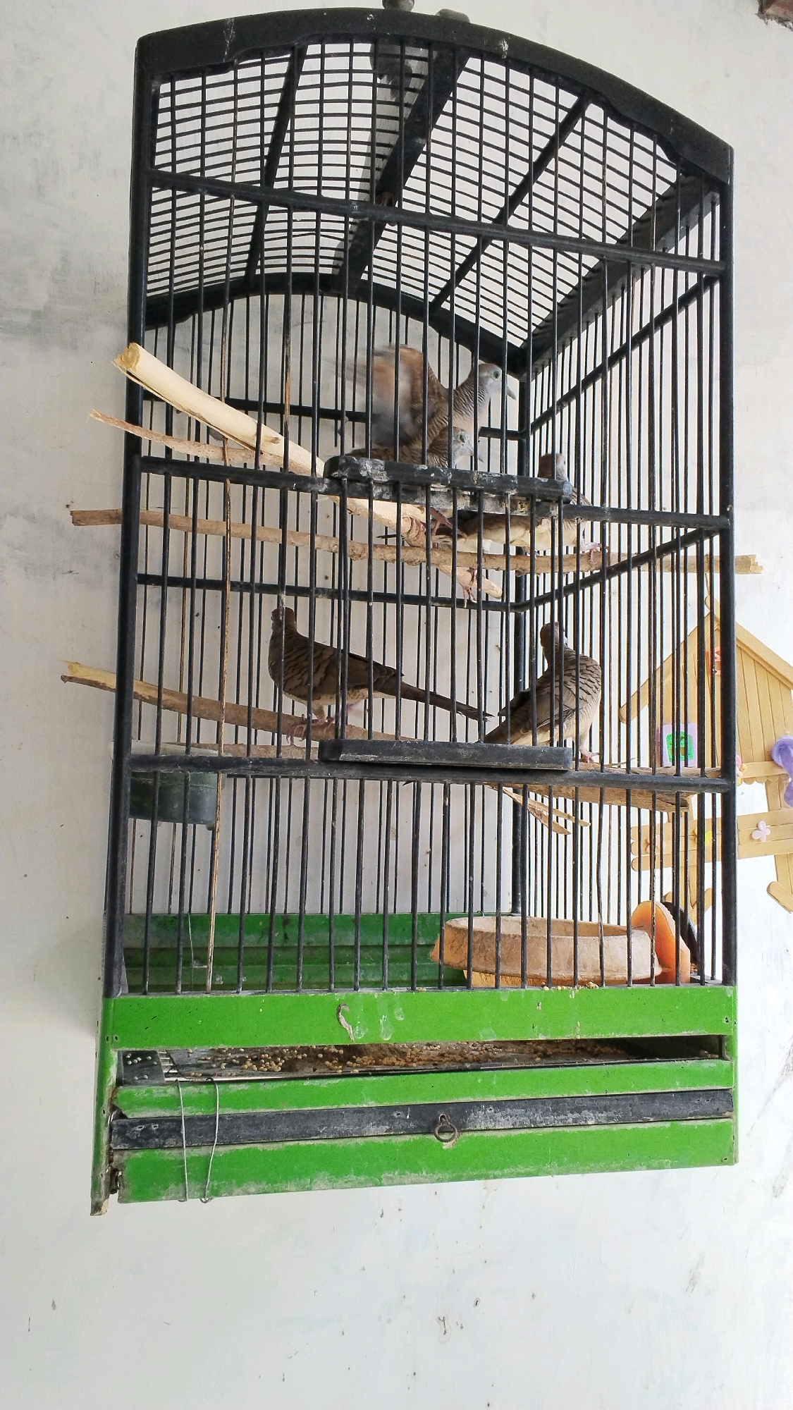 A medium shot captures a black metal bird cage hanging on a textured white wall. The cage is rectangular with a curved top and contains several perches made of natural wood. Four brown and grey birds with distinct black stripes on their necks are visible inside. One bird is perched on a lower horizontal bar, facing left with its tail extended. Another bird is on the same perch, facing right. Two more birds are perched higher up, one with its wings slightly spread, appearing to be in motion. The bottom of the cage has a green base with a tray for food, which contains scattered birdseed. To the right of the cage, a portion of a small, yellow, house-shaped bird feeder is visible, adorned with colorful decorations. The image is well-lit, with the light source appearing to be from the front and slightly above, casting subtle shadows within the cage.