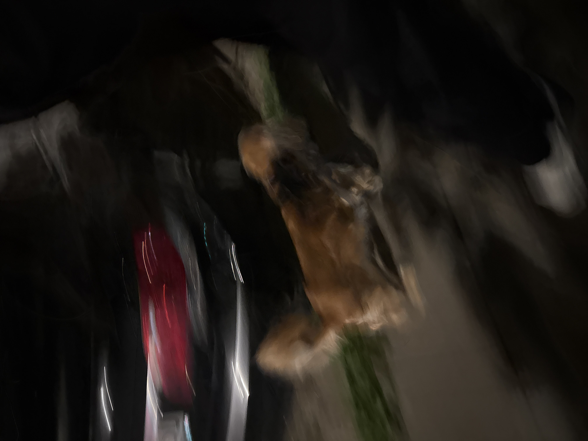 The image, taken at night in an outdoor urban setting, captures a blurred motion of a small, light brown dog walking on a sidewalk. The dog is positioned in the center-right of the frame, with its body angled towards the left. Its tail is bushy and extends upwards. To the left of the dog, a red vehicle with illuminated tail lights is visible, also blurred due to motion. The background consists of dark, indistinct shapes, likely representing other vehicles and structures. The foreground is a dark sidewalk, with a strip of green grass to the left of the dog. A portion of a person's dark clothing and a white shoe are visible in the lower right corner, indicating the photographer's presence. The overall impression is a candid snapshot of a dog being walked at night, with motion blur suggesting movement.