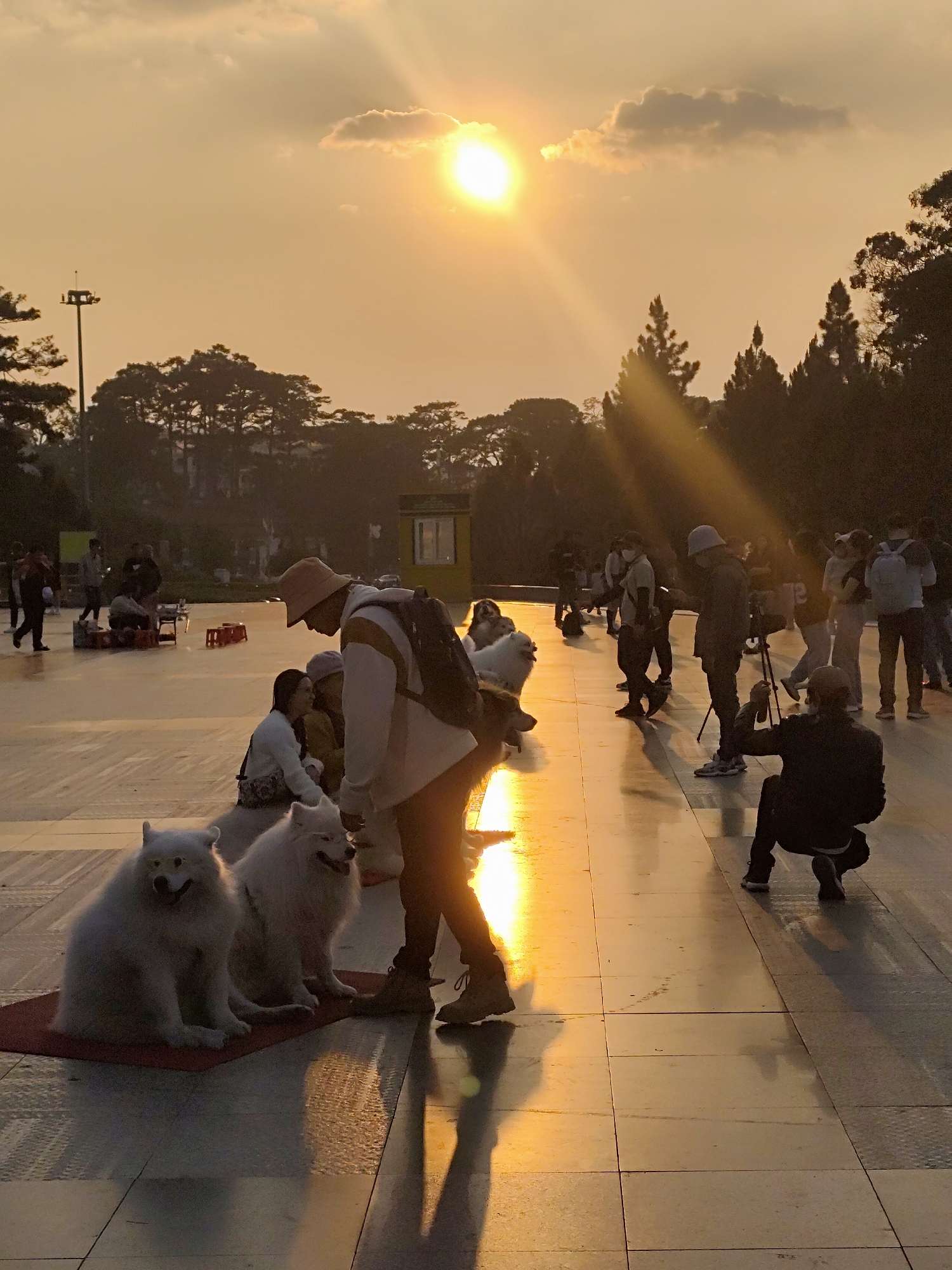 An outdoor scene is depicted at Lam Vien Square in Da Lat, Vietnam, during sunset. The low sun, positioned in the upper right quadrant, emits prominent golden-orange light rays through scattered clouds, illuminating the upper sky and casting a reflective golden sheen across the tiled ground.
In the foreground, two fluffy white Samoyed dogs sit calmly on a red mat on the paved surface. Slightly behind them and to the left, a person wearing a light-colored hoodie, dark pants, and a wide-brimmed hat is bent forward, facing the dogs, with a backpack visible. Behind this individual, two other people are seated on the ground.
To the mid-right, a person wearing a dark jacket and a light-colored hat stands next to a camera mounted on a tripod. Further to the lower right, another individual in dark clothing crouches, appearing to photograph the scene. Numerous other figures, mostly silhouetted by the backlight, are scattered across the square, walking or standing. In the mid-background, a small, light-colored building is visible.
The background is dominated by a dense line of silhouetted trees, predominantly pines, against the bright sky. A tall street light pole stands on the far left. Long shadows are cast across the square from the people and objects, indicative of the low sun angle.