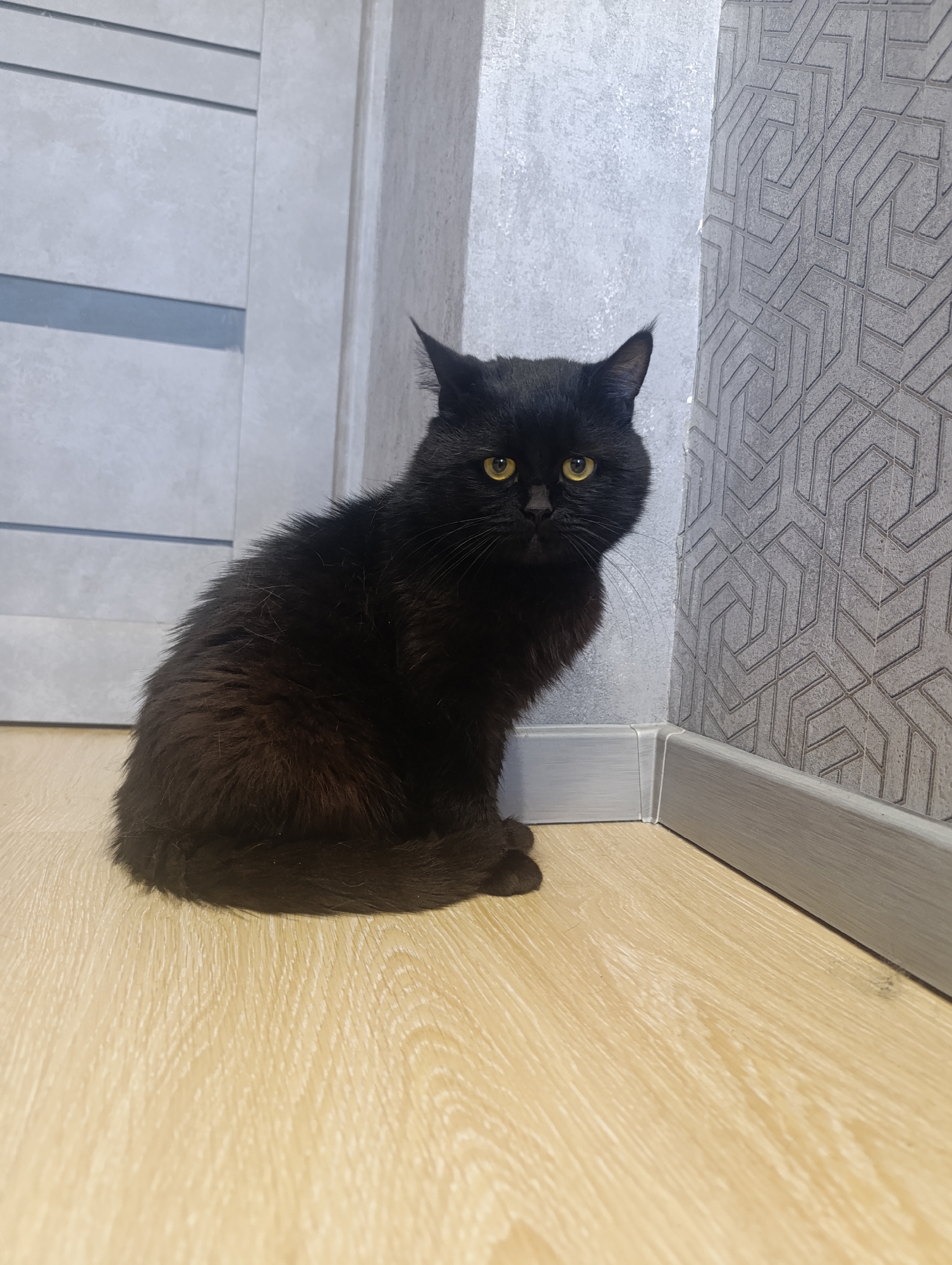 A black cat with yellow eyes is sitting on a light-colored wooden floor, facing the camera. The cat is positioned in the lower left quadrant of the image. Behind the cat, to the left, is a light grey door with horizontal white lines. To the right of the door is a textured grey wall with a geometric pattern. A grey baseboard runs along the bottom of the wall. The scene appears to be indoors, likely in a residential setting, in Zlatopil, Ukraine. There are no people visible in the image.