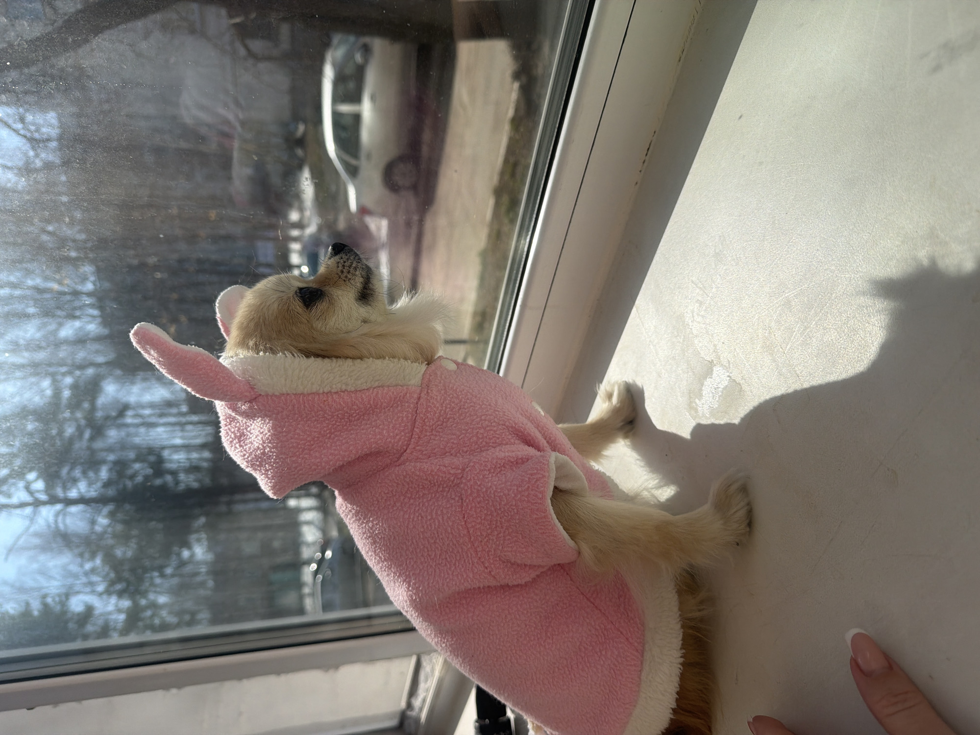 A small, light-tan dog is resting on a white windowsill, looking out of a window. The dog is wearing a pink and white hooded coat. The window is dirty, obscuring the view, but it appears to be a residential area with bare trees and possibly a car visible outside. A human fingernail is visible in the lower right corner of the frame.
Based on the user's prompt, the location is Chaikovsky, Russia.
