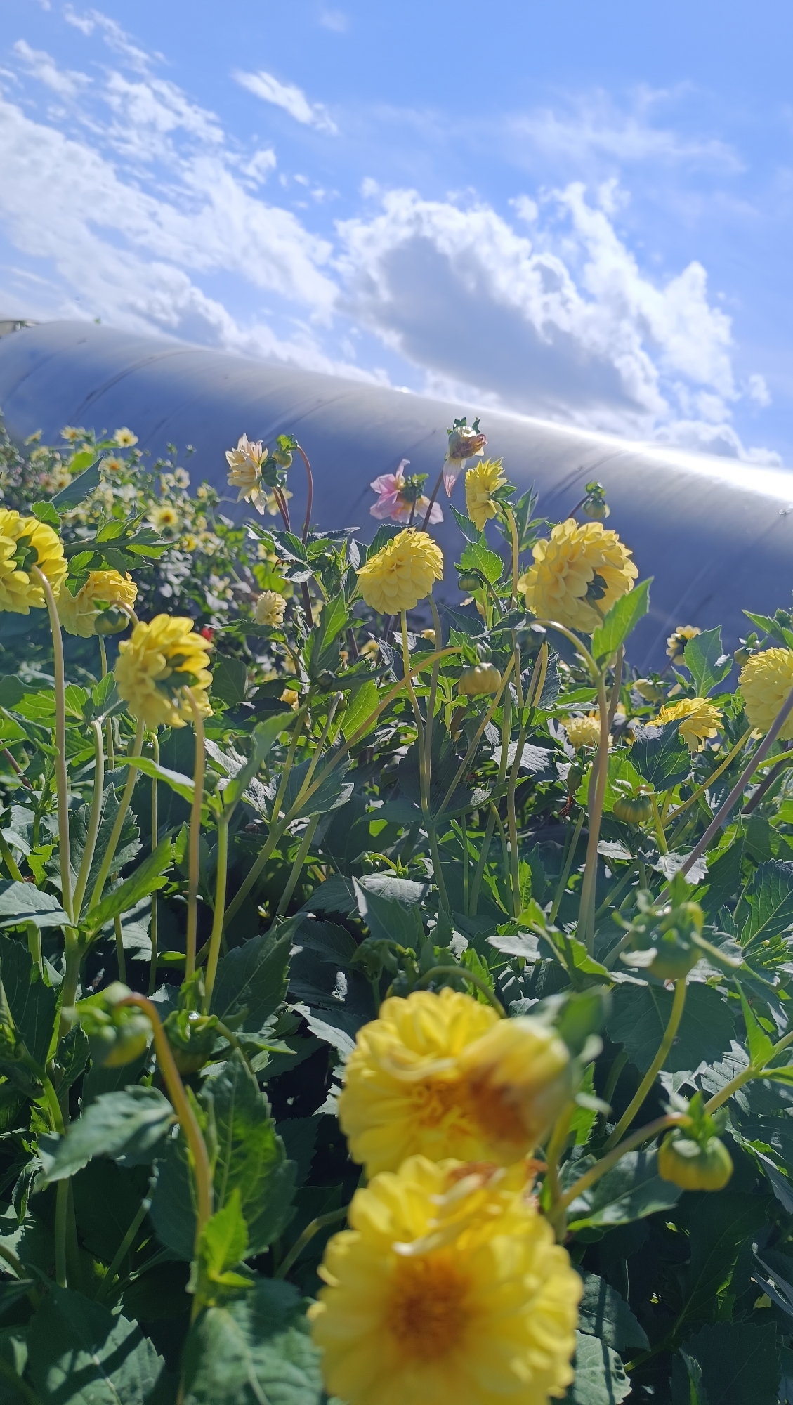 A field of yellow dahlias is in full bloom under a bright blue sky with scattered white clouds. The flowers are in the foreground, with some in sharp focus and others blurred. Behind the flowers, a large, curved, gray structure runs across the image. The context of the image being in the city of Karsha, Russia, is not visually present in the photograph. There are no people or visible actions. The environment is outdoors, with a focus on the flowers and the sky.