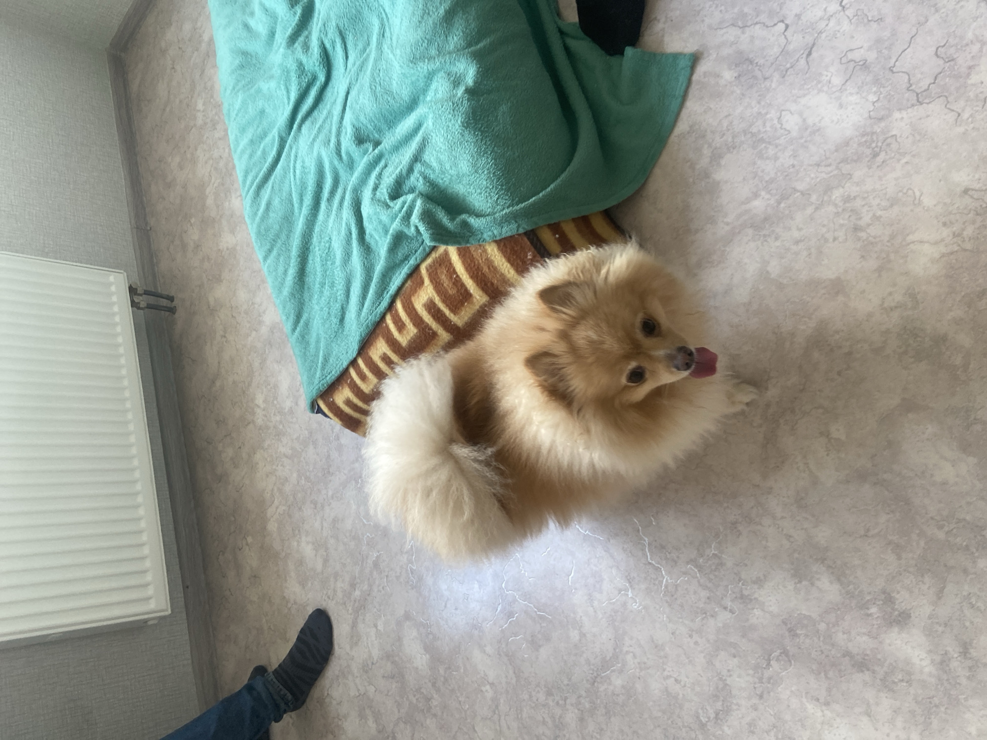 A fluffy Pomeranian dog with golden fur and a bushy tail stands on a light-colored linoleum floor, looking towards the camera with its tongue slightly out. The dog is positioned in the lower center of the image. To the right of the dog, a large, folded turquoise blanket covers a portion of what appears to be a bed or cushion with a brown and orange patterned fabric underneath. In the background, a white radiator is mounted on a grey, textured wall, with pipes visible beneath it. To the left of the radiator, a person's legs are visible, wearing blue jeans and dark socks, with their left foot positioned on the floor. The overall environment suggests an indoor setting, possibly a room in a residential apartment in Kazan, Russia.