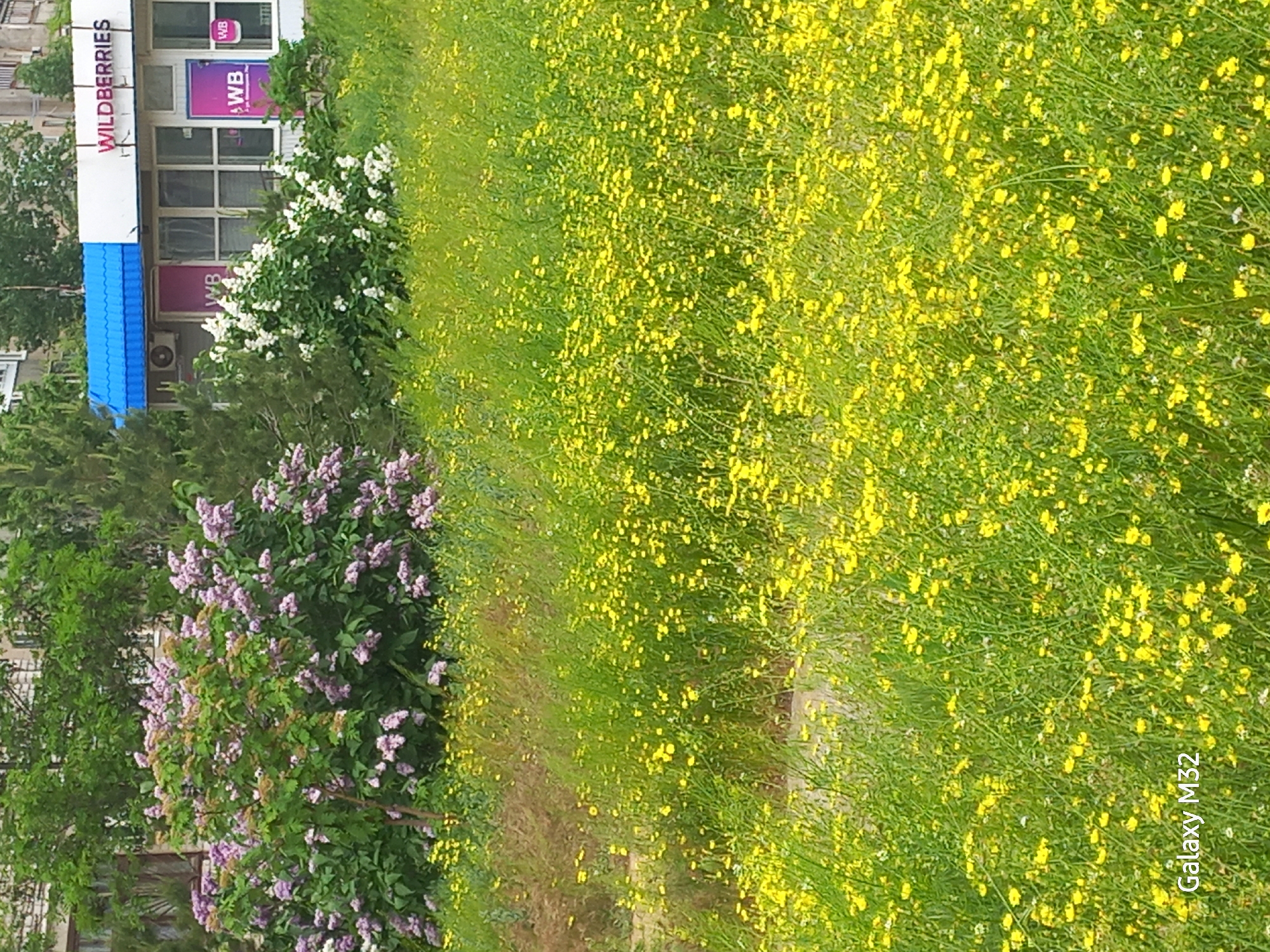 The image shows a scene in Volzhsky, Russia. In the background is a building with a "WILDBERRIES" sign. In front of the building, there are flowering bushes with white and purple blossoms. The foreground is a field of yellow flowers and green grass. The photo was taken with a "Galaxy M32" phone.