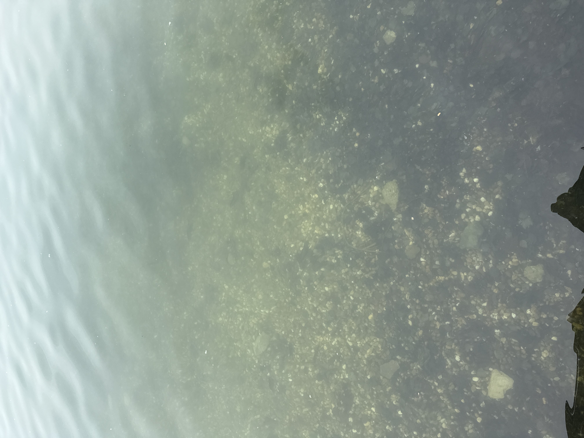 The image shows the surface of a body of water, likely a lake or river, with a muddy bottom visible. The water is murky and appears shallow. Some ripples are visible on the left side of the image. Small rocks or debris are scattered on the bottom. The location is presumed to be somewhere in the city of Unknown, Unknown. A dark, organic, object is on the right side of the image.