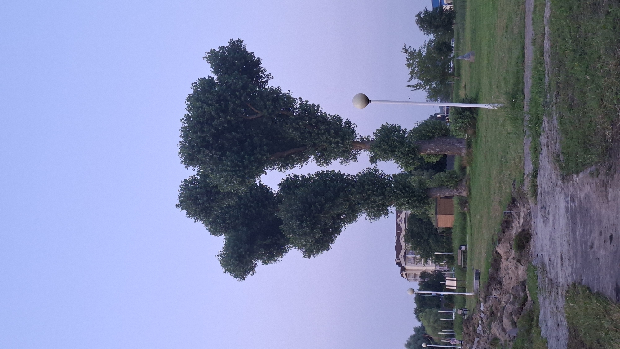The image depicts an outdoor scene with two tall, leafy trees dominating the center, their canopies shaped somewhat like a heart or two figures embracing. The trees are set in a grassy park area. In the background, there is a building with a light-colored facade and a reddish roof. Several lampposts with spherical lights are visible throughout the park. The ground in the foreground is a rough path, possibly made of dirt and gravel, with areas of disturbed earth and what appears to be construction materials like stones. The sky is a soft, pale blue, indicating either early morning or late evening. The location is identified as being in the city of Myadzyel, Belarus, likely a public park or waterfront area given the presence of benches and the open grassy expanse.