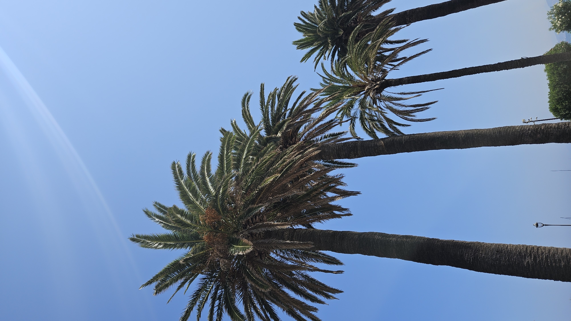 The image displays a clear, bright blue sky with a faint lens flare in the upper right quadrant. Four palm trees are prominently featured, shot from a low angle looking upwards. The two largest palm trees dominate the left and center of the frame, with their textured, dark brown trunks reaching towards the sky. Their fronds are lush and green, with some brown, dried fronds intermixed. To the right of the center palm, two smaller palm trees are visible, one slightly behind the other. In the lower portion of the image, a streetlight is visible between the two largest palm trees, and a faint line of green foliage and possibly some structures can be seen at the very bottom. The overall scene suggests a sunny day in a coastal or Mediterranean-like environment. The image is an outdoor photograph taken in L'Île-Rousse, France, known for its palm-lined streets and coastal ambiance.