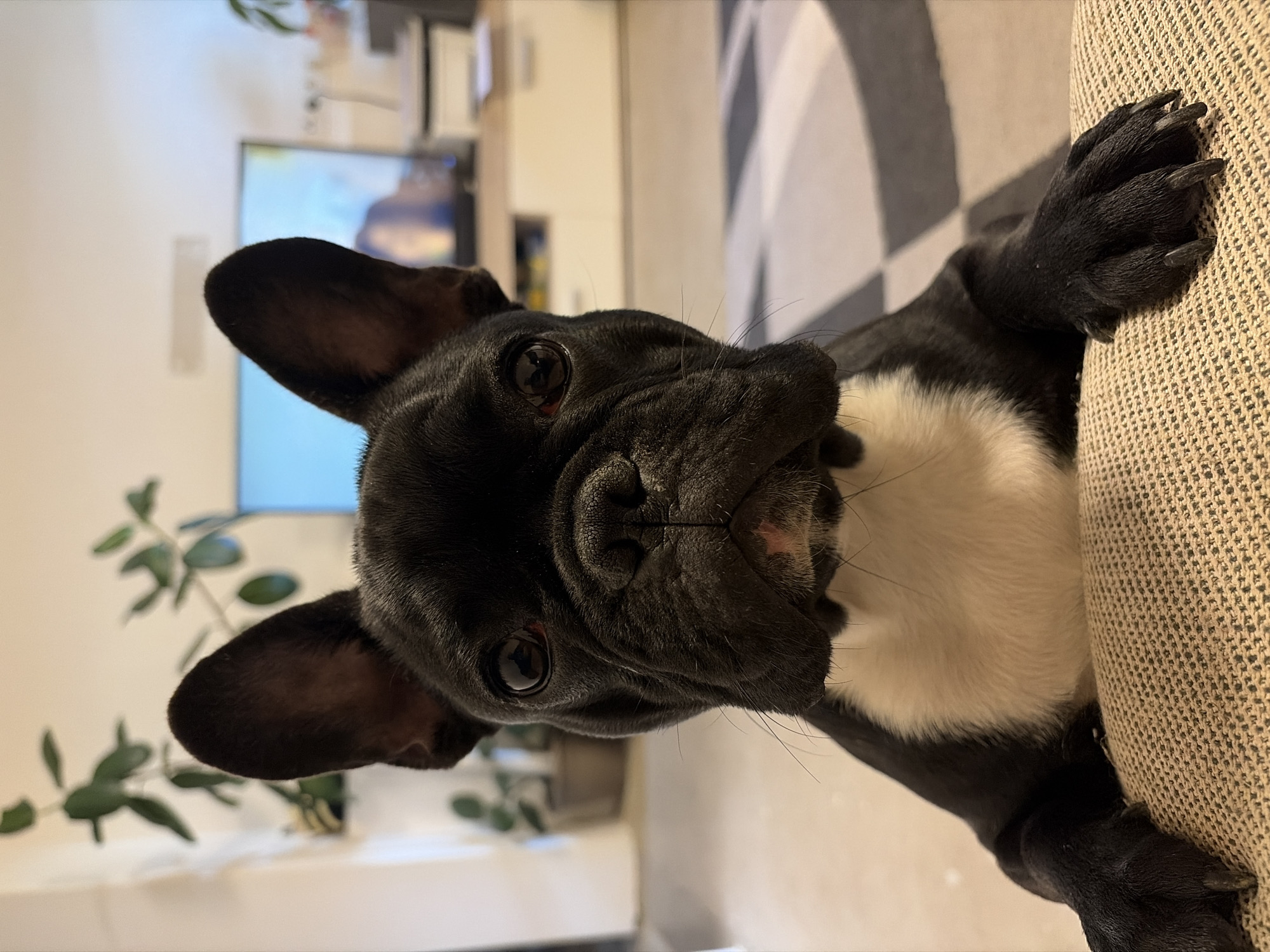 The media file captures a close-up, low-angle view of a black French Bulldog with a white chest, looking directly at the camera. The image is originally rotated 90 degrees clockwise; when viewed upright, the dog appears to be peeking over the top edge of a light beige, textured sofa.
The dog's face is central to the frame, showcasing its large, dark, inquisitive eyes, prominent upright ears, and short, wrinkled snout. Several dark whiskers are visible around its muzzle. A distinct patch of white fur covers its chest. One of its front paws, complete with dark claws, is visible resting on the patterned fabric of the sofa.
In the background, a modern living room setting is visible. A geometric patterned rug, featuring black and white shapes, is on the floor behind the sofa. A large flat-screen television is mounted on a white wall, displaying a brightly lit scene with blue and light colors. To the left, a houseplant with dark green leaves adds a touch of natural decor. The lighting is soft and even, typical of an indoor environment during the day or evening. The overall mood is one of playful curiosity, emanating from the dog's direct gaze. The scene is located in Waldenburg, Germany. No visible text is present in the image.