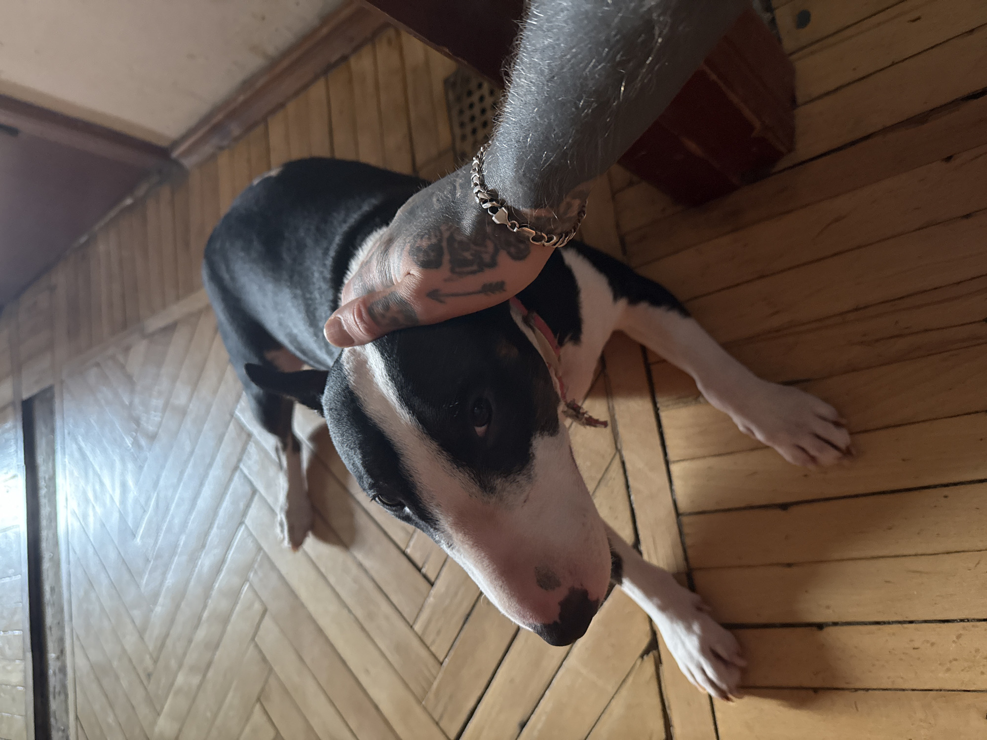 An indoor scene depicts a black and white Bull Terrier dog lying on a light-colored wooden floor. The dog's head, which is predominantly white with black markings around one eye and a pink nose with dark spots, is being petted by a human hand. The visible hand and forearm are heavily tattooed with solid black ink and negative space designs, including an arrow pointing upwards on the back of the hand. A silver chain-link bracelet is worn on the wrist, and multiple rings are visible on the fingers. The wooden floor exhibits a herringbone pattern under the dog's head and plank-style construction in other areas, showing signs of wear. In the background, a light-colored wall with dark wooden trim and a dark floor vent are visible. The scene is located in Moscow, Russia.