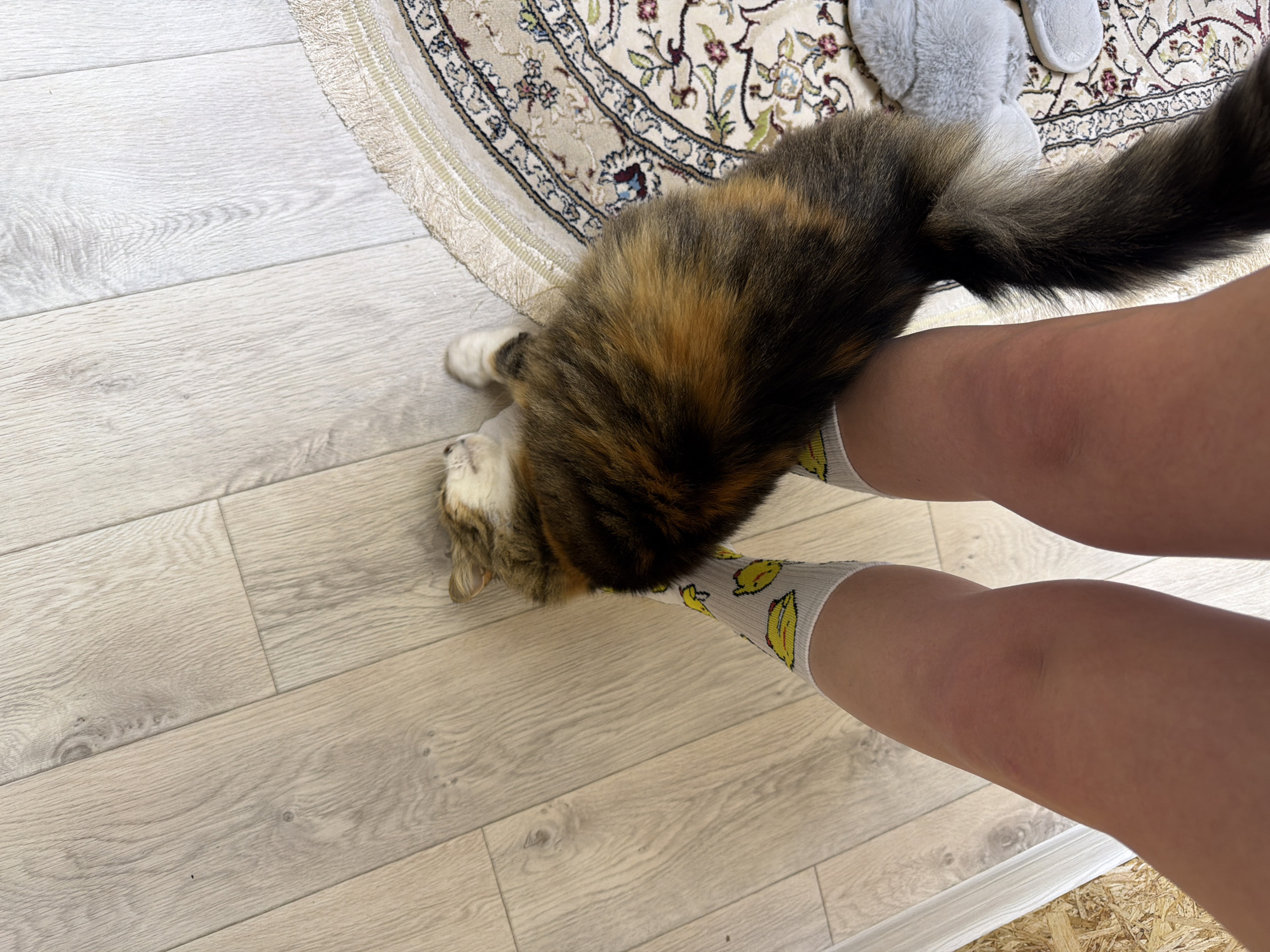 An indoor scene captures a tortoiseshell cat affectionately interacting with a person's legs. The cat, exhibiting a mix of dark brown, black, and ginger fur, is sprawled on a light-colored wooden floor, rubbing its head against the person's right leg. Its long, fluffy tail extends towards the upper right.
The visible lower legs of the person are clad in white socks featuring a cheerful pattern of yellow bananas with smiling faces. The right leg shows some faint reddish marks on the skin. Partially visible in the background is an ornate rug with floral and geometric patterns in shades of beige, brown, and blue, bordering the wooden floor. Two grey, fuzzy slippers are also visible on the rug in the upper right portion of the image.
The setting suggests a relaxed domestic environment, possibly a living room or bedroom. The activity portrays a common interaction between a pet and its owner, where the cat appears to be seeking attention or comfort. The lighting is consistent with an indoor setting, and no specific time of day or external weather conditions are discernible.