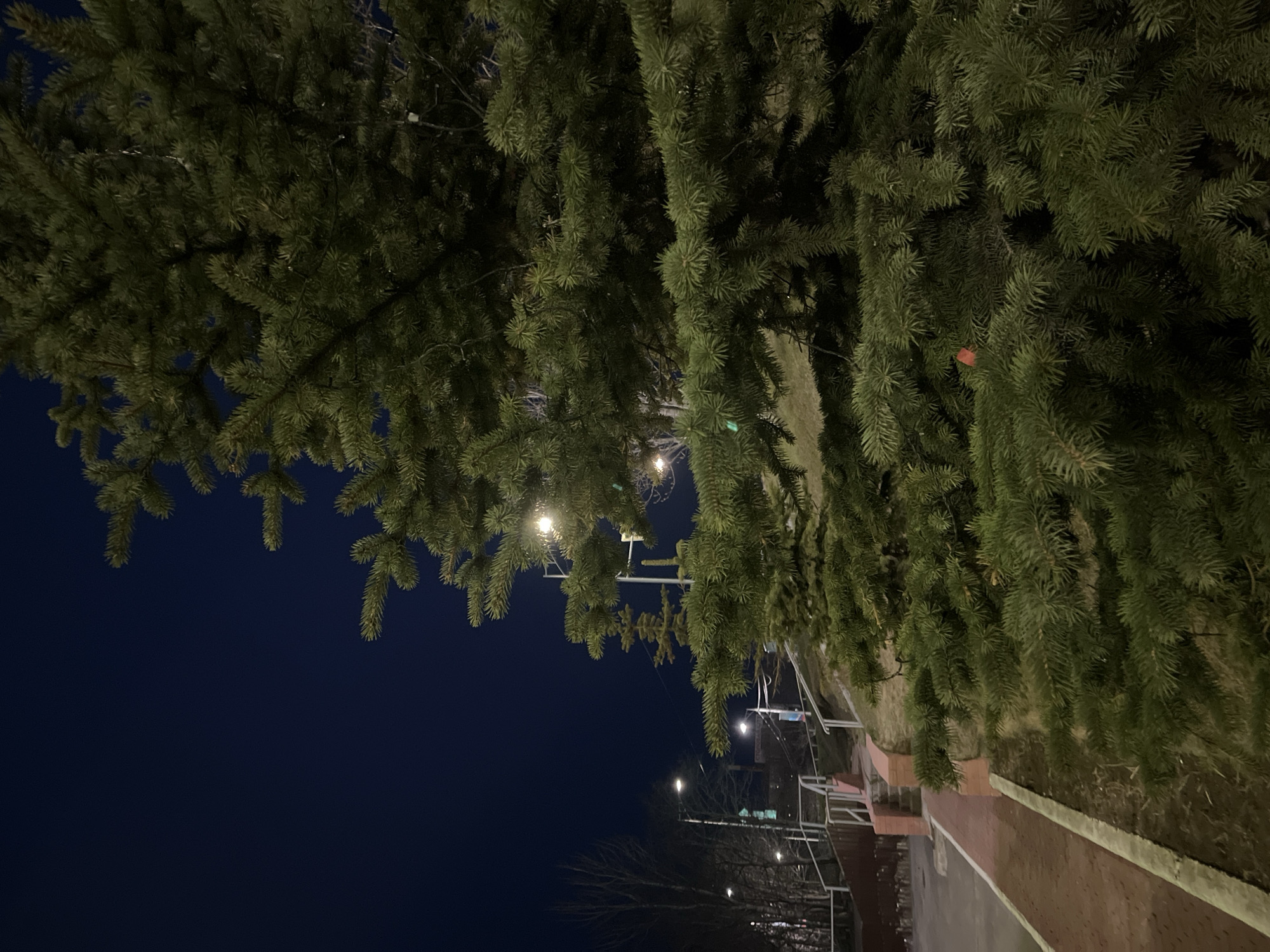 A low-angle view shows evergreen trees dominating the top and right portions of the image, with a dark blue sky filling the upper left. The trees appear to be planted alongside a pathway or road, visible below. Streetlights illuminate the scene, with several visible in the distance along the pathway. A set of stairs with metal railings is visible alongside the pathway. The location is likely a park or urban green space in Petropavlovsk-Kamchatsky, Russia.