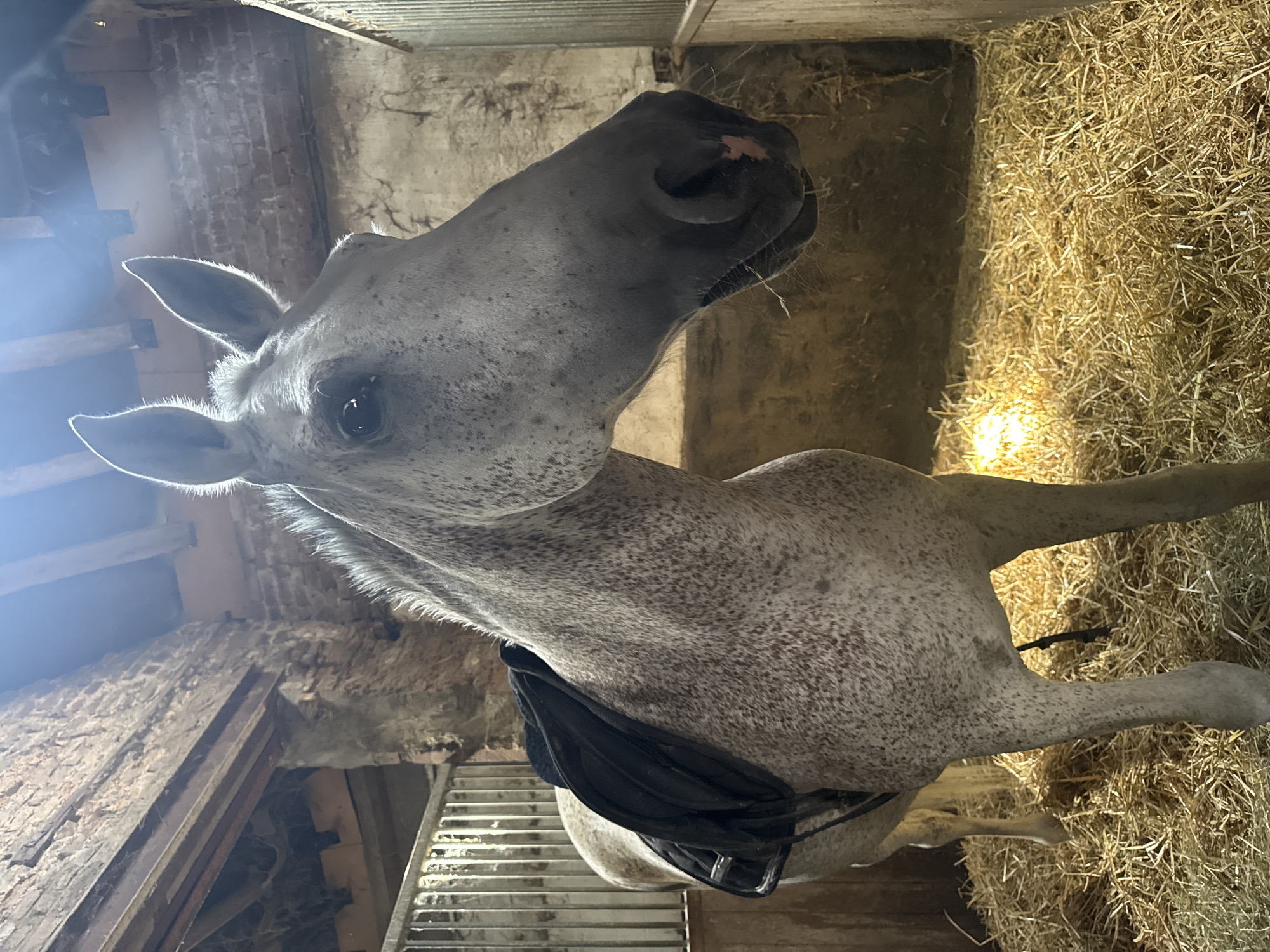 A dappled grey horse is standing in a stable stall. The horse is facing to the right of the frame, with its head slightly tilted down. A black saddle pad is visible on its back. The stall is filled with hay on the floor, and the walls are made of brick. The stable appears to be in an older building with wooden beams visible in the ceiling. The lighting suggests it is daytime, with sunlight streaming in from an opening above. The image does not provide any information about the city of Estaimpuis, Belgium, or any people.