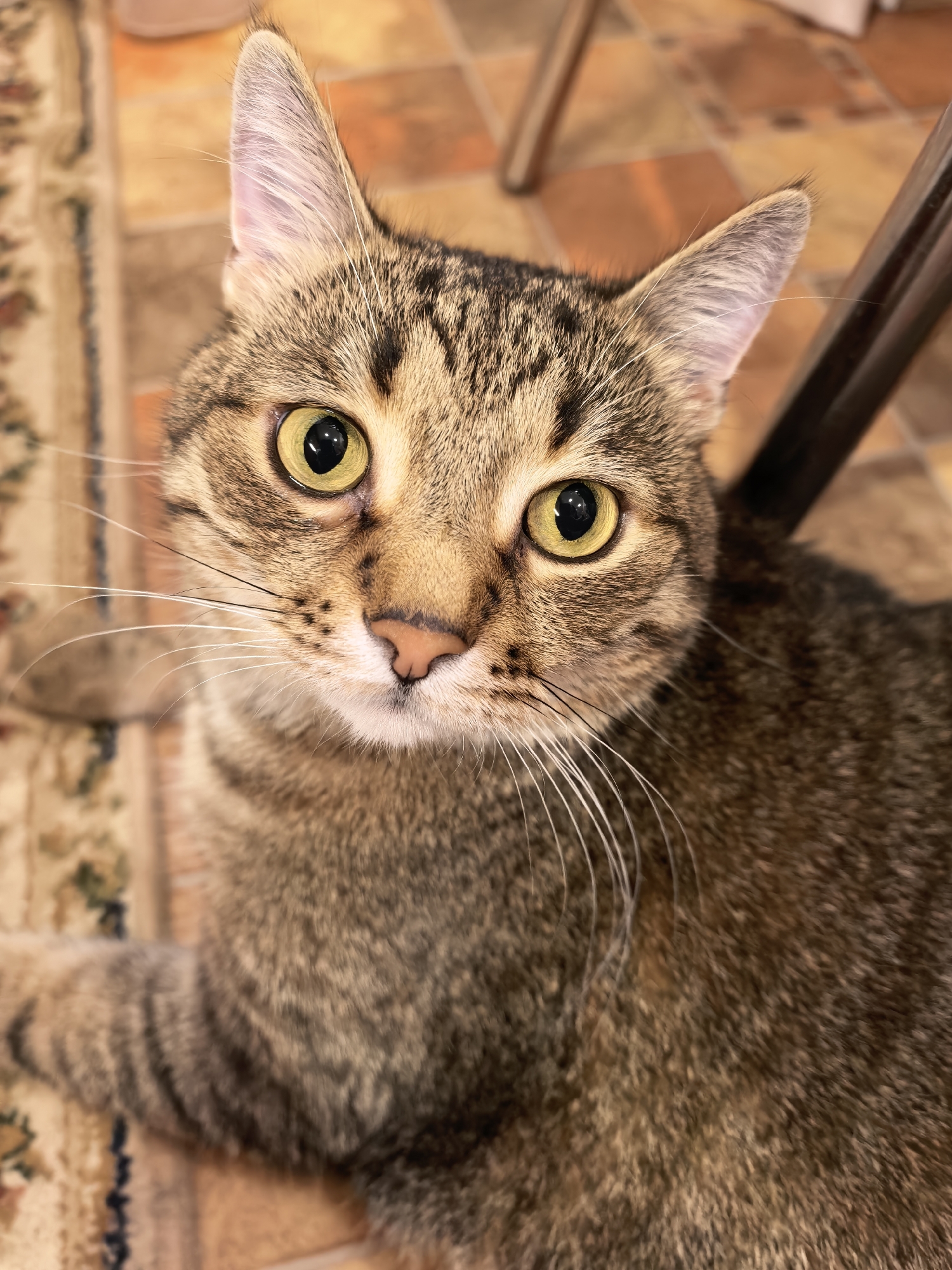 A tabby cat with large yellow eyes looks directly at the camera. The cat has a striped pattern on its fur, with darker stripes on a lighter brown background. Its whiskers are long and white. The cat is lying on a patterned rug, which is placed on a floor with terracotta-colored tiles. In the background, a blurred chair leg is visible. The lighting is natural, suggesting the photo was taken indoors during the day.