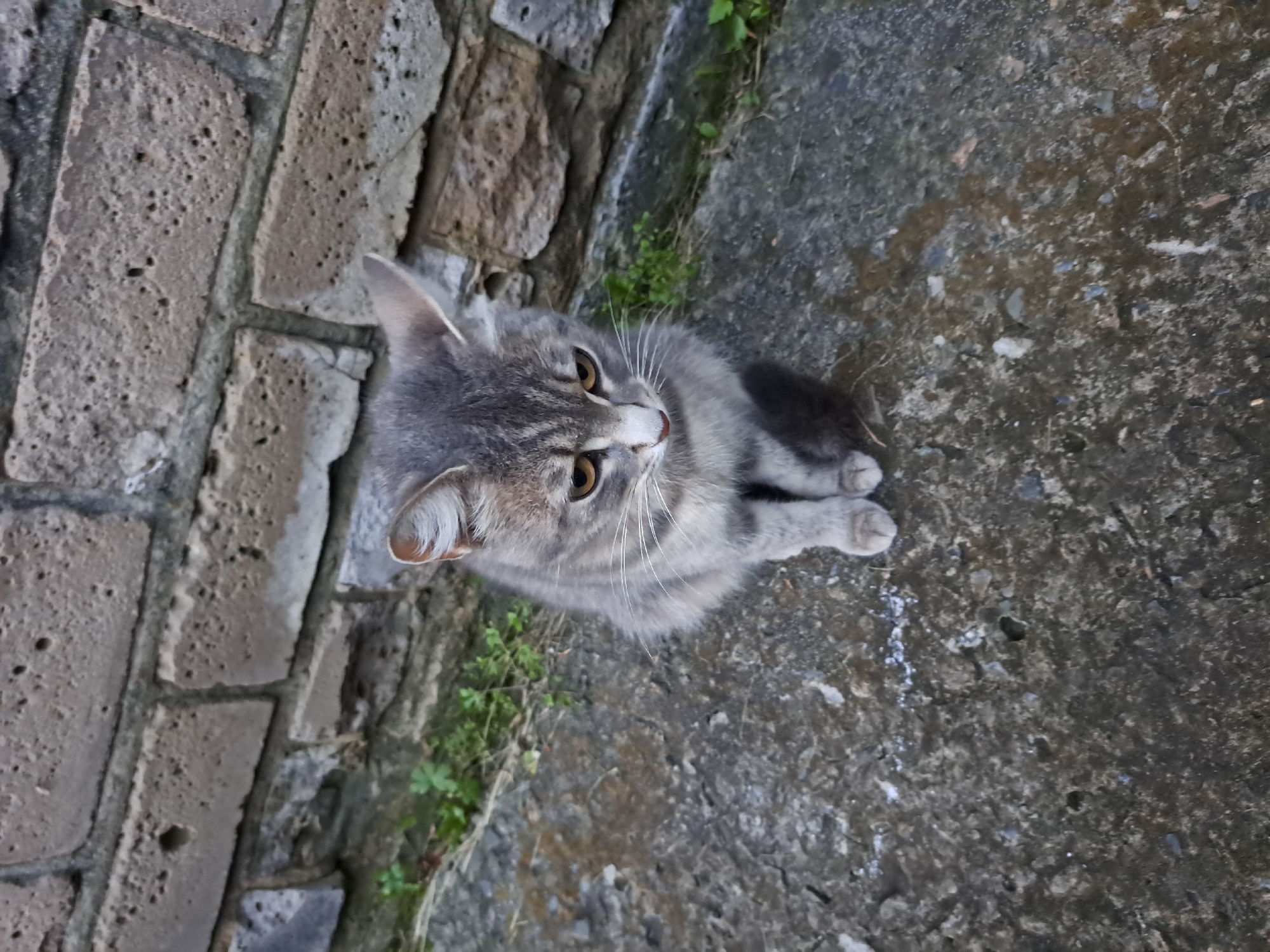 A grey tabby kitten is sitting on a cracked concrete surface next to a weathered brick wall. The kitten is looking downwards with its amber eyes. Small green plants are growing in patches between the concrete and the wall. The scene is outdoors, likely in a courtyard or alleyway. The overall impression is of a domestic animal in a somewhat unkempt urban environment.