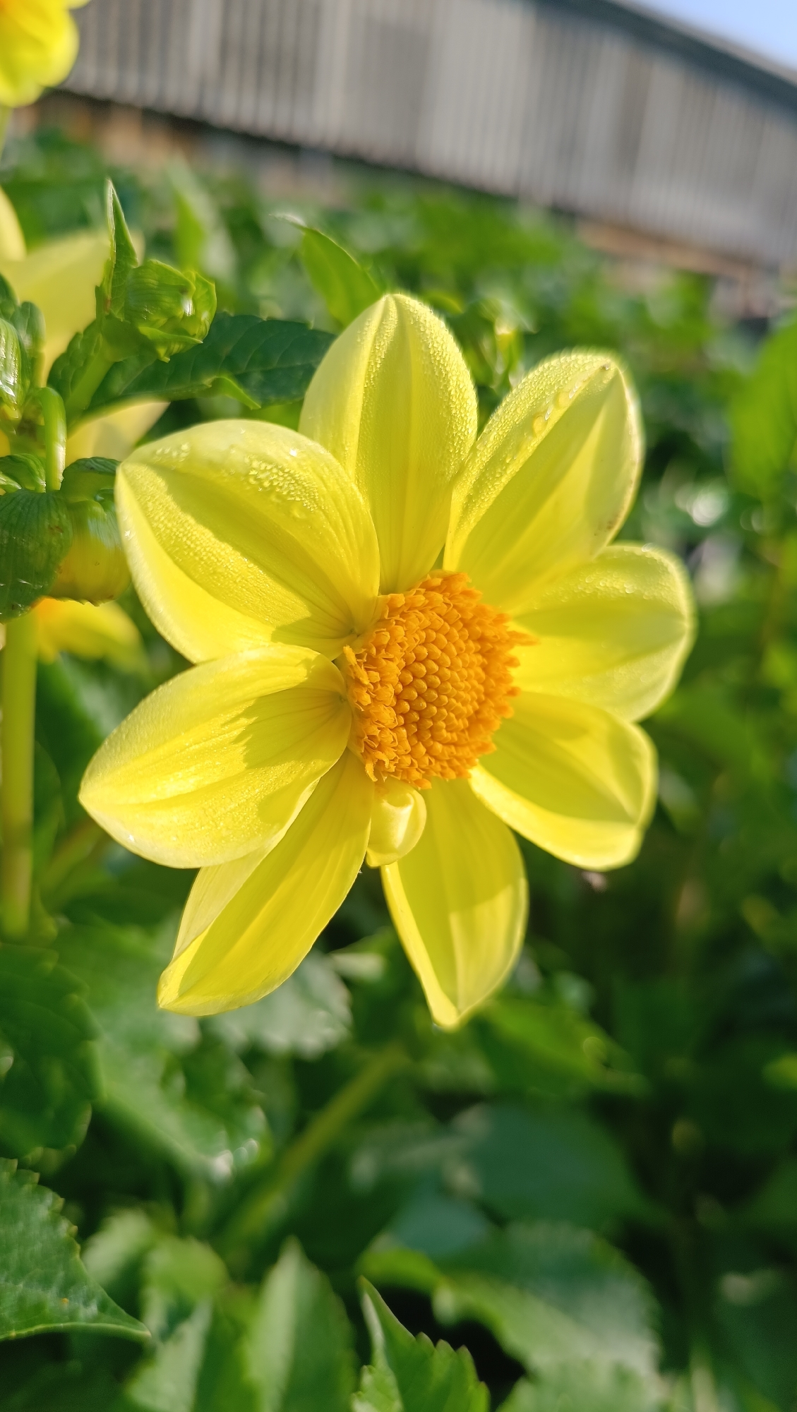 A close-up, sunlit view focuses on a vibrant yellow dahlia flower in full bloom. The flower's petals are a bright yellow, with delicate water droplets visible on their surface, suggesting recent dew or rain. The center of the flower is a darker, rich orange, filled with intricate florets. The background consists of soft, green foliage, slightly blurred to emphasize the sharp detail of the dahlia. In the upper right corner, a blurred, light-colored structure, possibly a building or fence, is visible against a light blue sky, indicating an outdoor setting. The overall impression is one of natural beauty captured in the soft light of early morning. The image is a static, outdoor photograph with no people or discernable actions. The location within Karsha, Russia, is not evident from the visual cues alone.