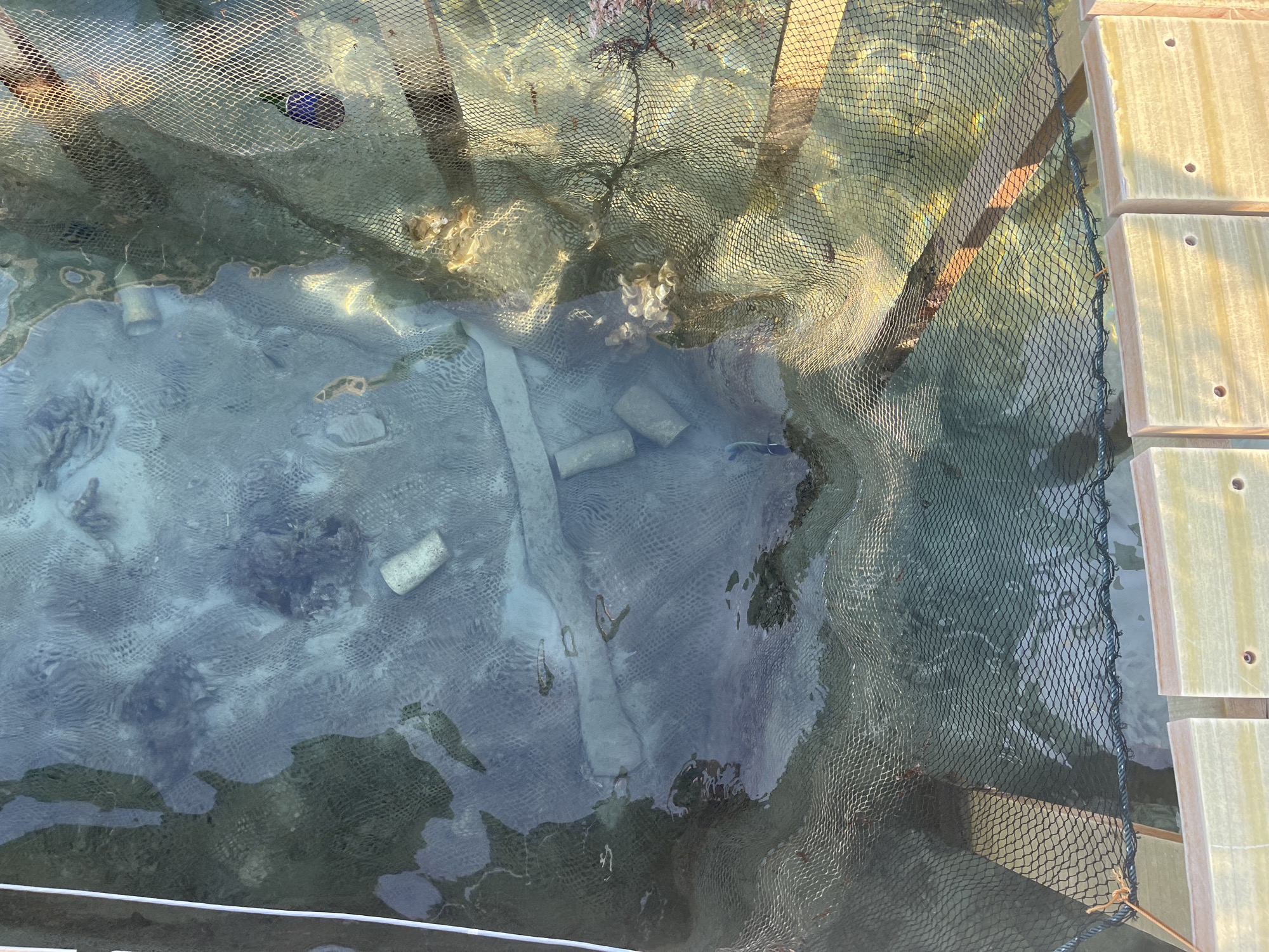 The image shows a section of shallow, clear water with a net stretched across it, likely a fish trap or enclosure, situated in the coastal waters of Karimunjawa, Indonesia. The water reveals the sandy bottom and scattered coral fragments. Within the netted area, several cylindrical objects, possibly buoys or weights, are visible submerged. The net itself is a dark mesh, appearing to trap small debris and possibly marine life. In the upper right quadrant of the image, a small, bright blue fish is visible near the netting. The water is sunlit, creating reflections and highlighting the texture of the seabed and the net. Wooden planks, forming part of a dock or pier, are visible along the bottom edge of the image, suggesting the enclosure is close to land. The overall scene depicts an aquatic environment actively managed for some purpose, likely related to fishing or aquaculture.