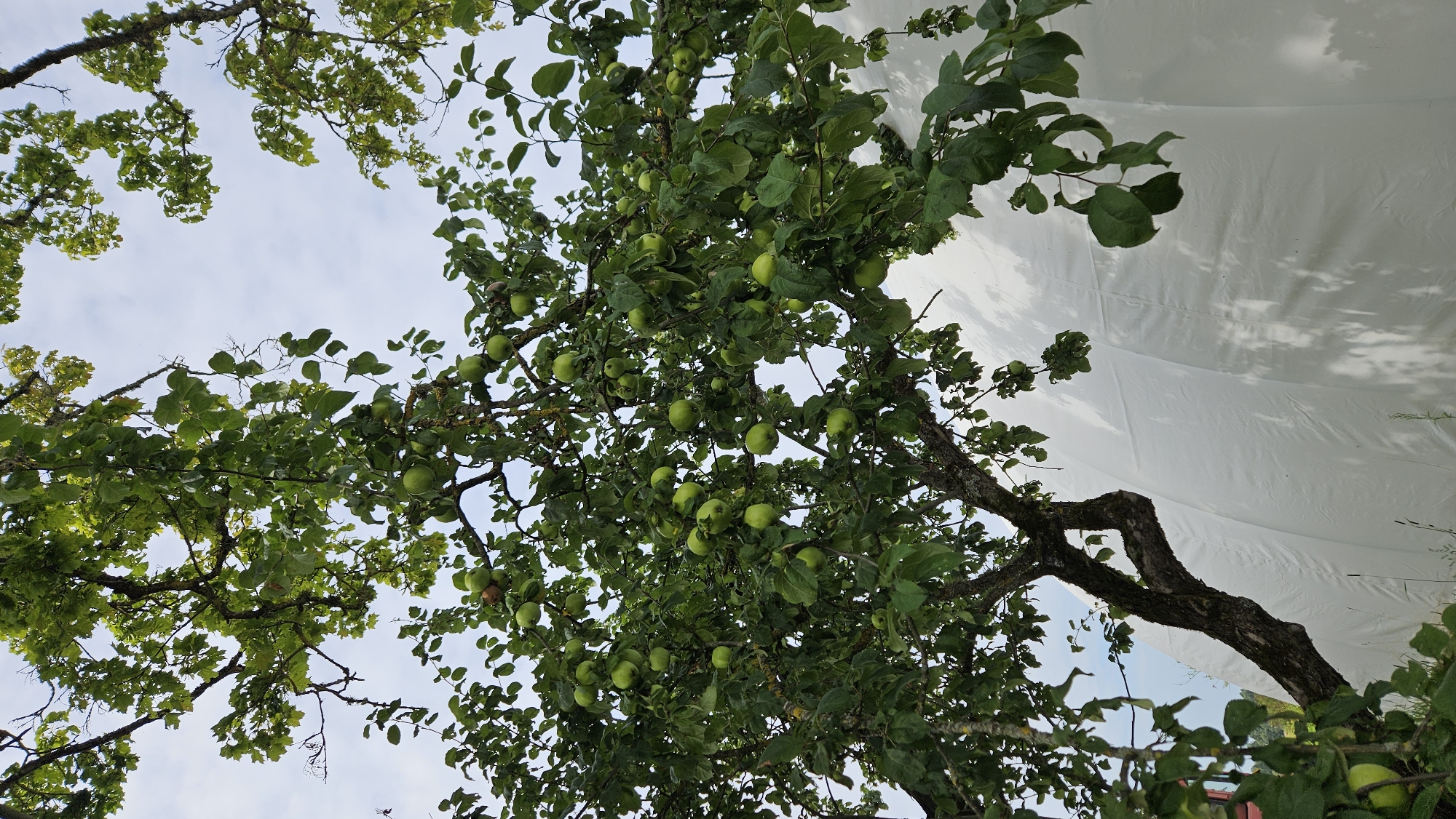 In Kapūņi, Latvia, an apple tree laden with green apples is captured in a low-angle shot, reaching towards a cloudy sky. The tree's branches, covered in moss, twist and spread, supporting a dense canopy of green leaves. The background is dominated by a large, white, curved structure, possibly a tent or temporary building, with fabric seams visible and dappled shadows cast by the tree. In the lower left corner, the edge of a red object is partially visible, suggesting a structure or equipment nearby. The overall scene depicts a natural element contrasted against a man-made structure under an overcast sky.