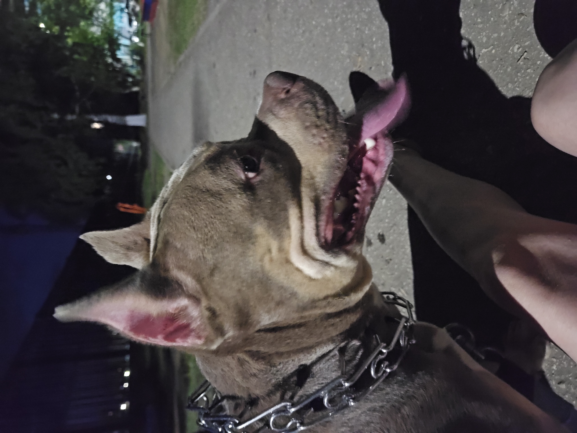 The image shows a close-up of a pit bull type dog with a metal chain collar. The dog is panting with its pink tongue hanging out. The dog is standing on a paved pathway, likely in a park or a residential area, as trees and some buildings are visible in the background. The lighting suggests it is nighttime or dusk. The lower portion of the image shows a person's leg and arm in the foreground, with the dog positioned near them. There are no distinct landmarks that would allow for precise identification of the location within Ulyanovsk, Russia.