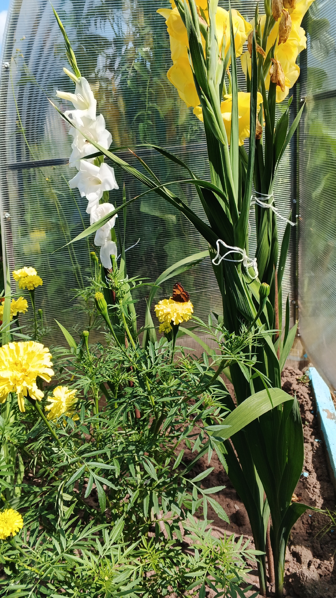 A butterfly is perched on a yellow marigold in a greenhouse in Podgornoye, Russia. In the background, white and yellow gladiolus flowers grow tall, and the transparent walls of the greenhouse reveal greenery outside. The ground is covered in dark soil.
