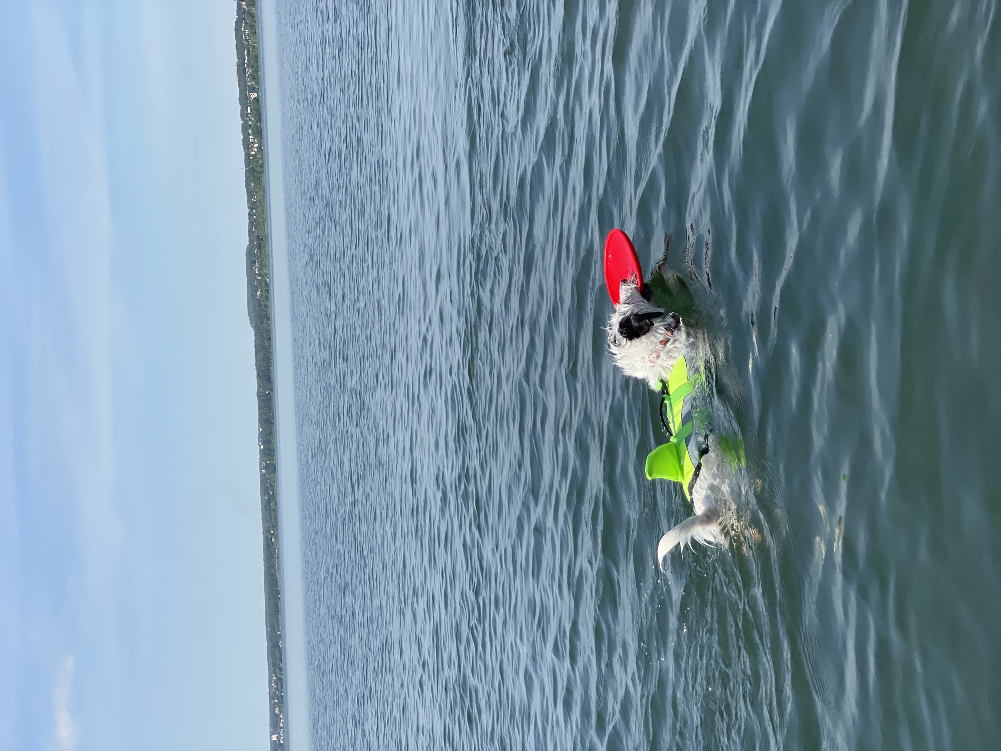 Two dogs are swimming in a large body of water. The dog in the foreground is white with black markings on its face and is wearing a bright green life vest. It has a red disc in its mouth. The second dog, to the left of the first, is mostly white with a white tail and is also wearing a bright green life vest. The dogs are in calm, blue water, and the background shows a distant shoreline with trees and buildings under a clear blue sky with some clouds.
