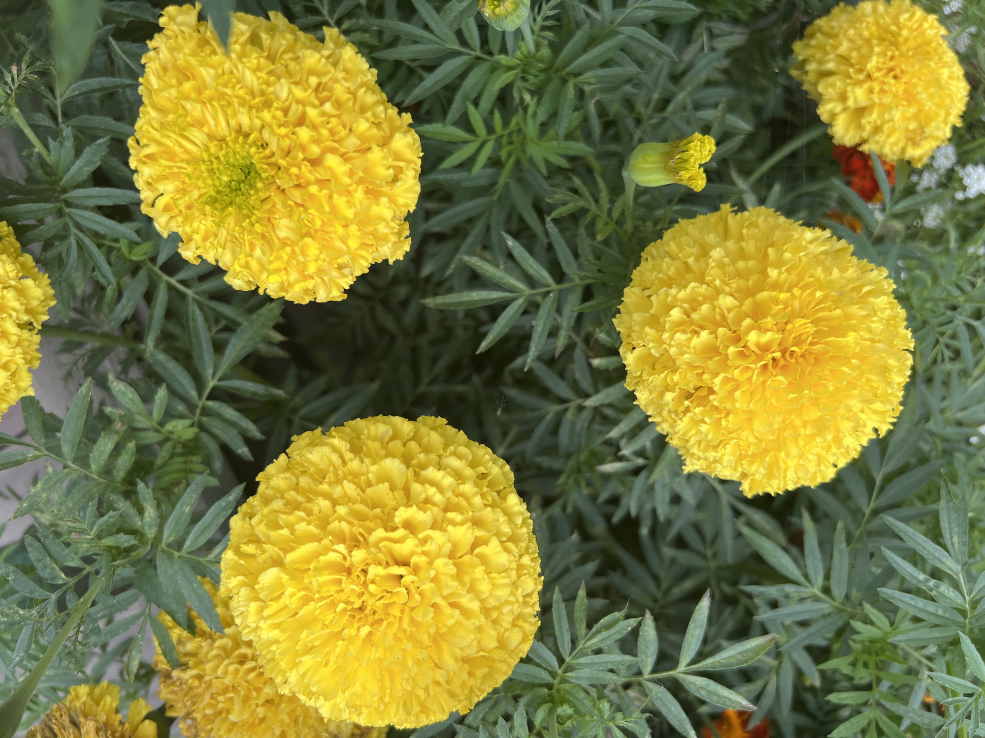 A close-up, overhead shot shows a cluster of bright yellow marigolds with dense, ruffled petals. The flowers are surrounded by feathery green foliage. One marigold in the upper right is slightly out of focus, while another bud is visible to the right of the center marigolds. A very small insect is visible on a leaf in the lower right quadrant. The image is composed of natural elements and does not depict any urban or specific geographical features that would suggest a location in Mochishche, Russia.