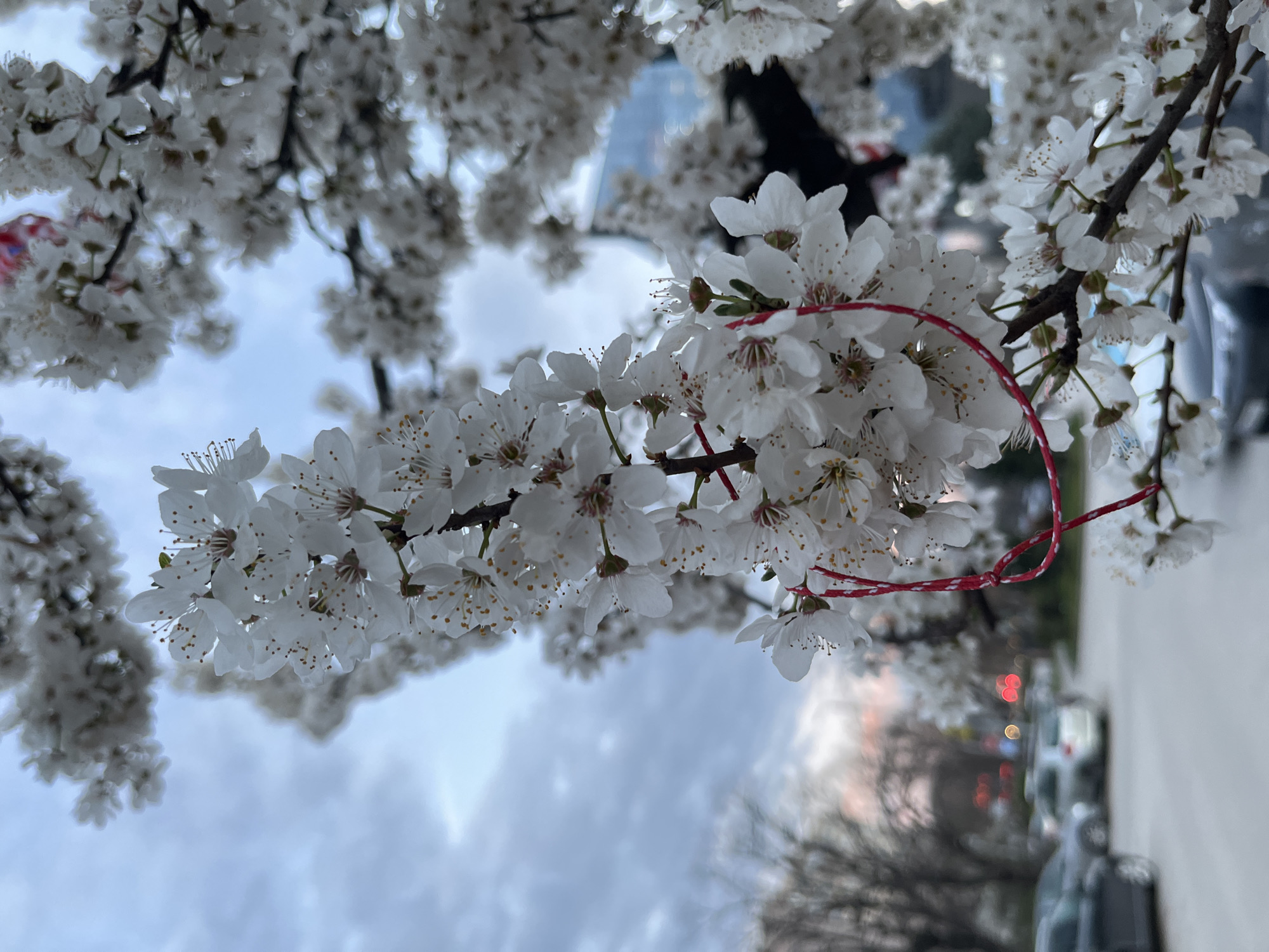 The image depicts a close-up of a blooming tree branch with white blossoms, likely in the city of Plovdiv, Bulgaria. A red and white braided string, identified as a Martenitsa, is tied around a cluster of these flowers, hanging down towards the lower right. The flowers feature delicate white petals and visible yellow-tipped stamens.
The background is out of focus, revealing an urban environment under an overcast sky with hints of pink on the horizon. To the left, a street or parking area is visible with several parked vehicles, including a dark car in the foreground and lighter-colored cars further back. Blurred red and yellow lights, possibly from traffic signals or vehicle taillights, appear in the distant background. On the far right, behind the blossoming tree, a modern building with reflective blue glass windows is partially visible. Bare tree branches from other deciduous trees are also discernible in the blurred mid-ground on the left.