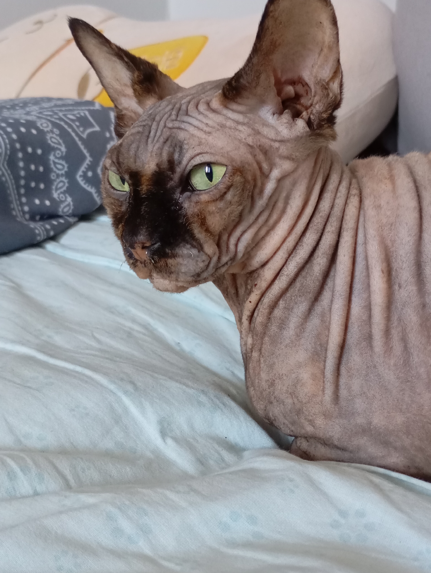 A sphynx cat with green eyes and wrinkled skin is lying on a light blue, wrinkled blanket. The cat's fur is a light brown color, with darker brown markings on its face and ears. The cat is facing to the left of the frame, with its head turned slightly towards the viewer. In the background, there are pillows, one with a gray and white paisley pattern and another with a yellow abstract design. The scene appears to be indoors, possibly in a bedroom or living room. There is no indication of the location being in the city of Batumi, Georgia.