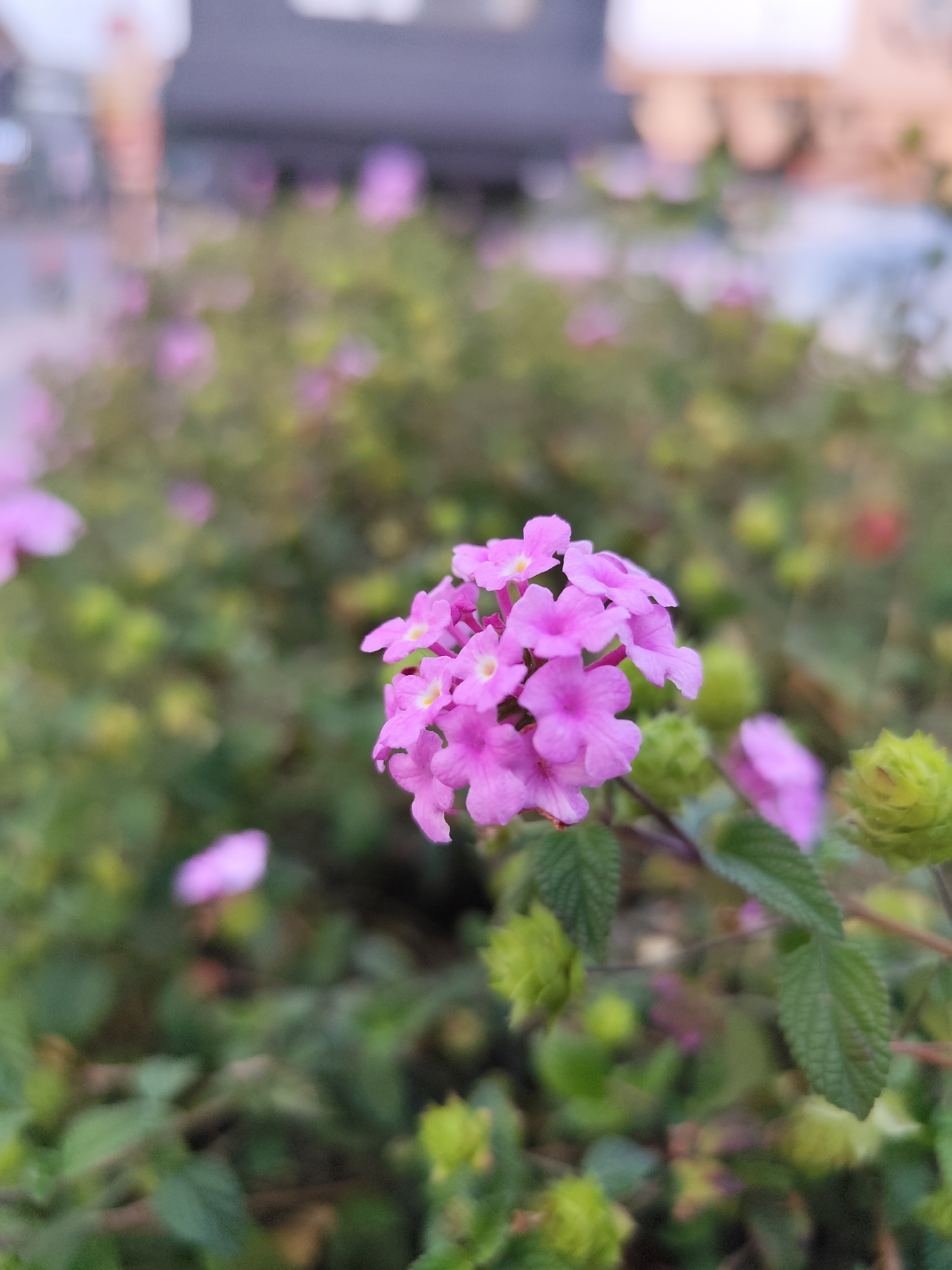 Close-up shot of a pink Lantana flower cluster in a garden setting. The flowers are small, four-petaled, and arranged in a dense head. Behind the main flower cluster, there is a blurred background of green foliage and other pink flowers. Some flower buds are visible, also green. The location is Da Lat, Vietnam, inferred from common flora and style of the location. There are also blurred buildings in the background.